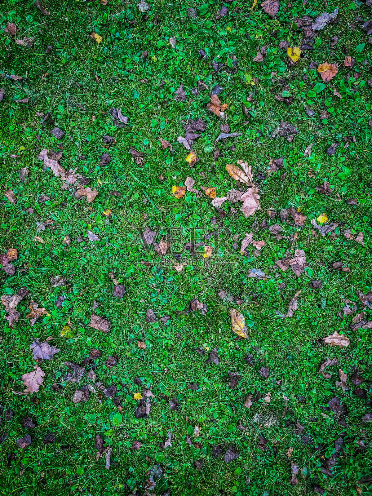 在森林小径上作为纹理或背景的带叶子的草。照片摄影图片