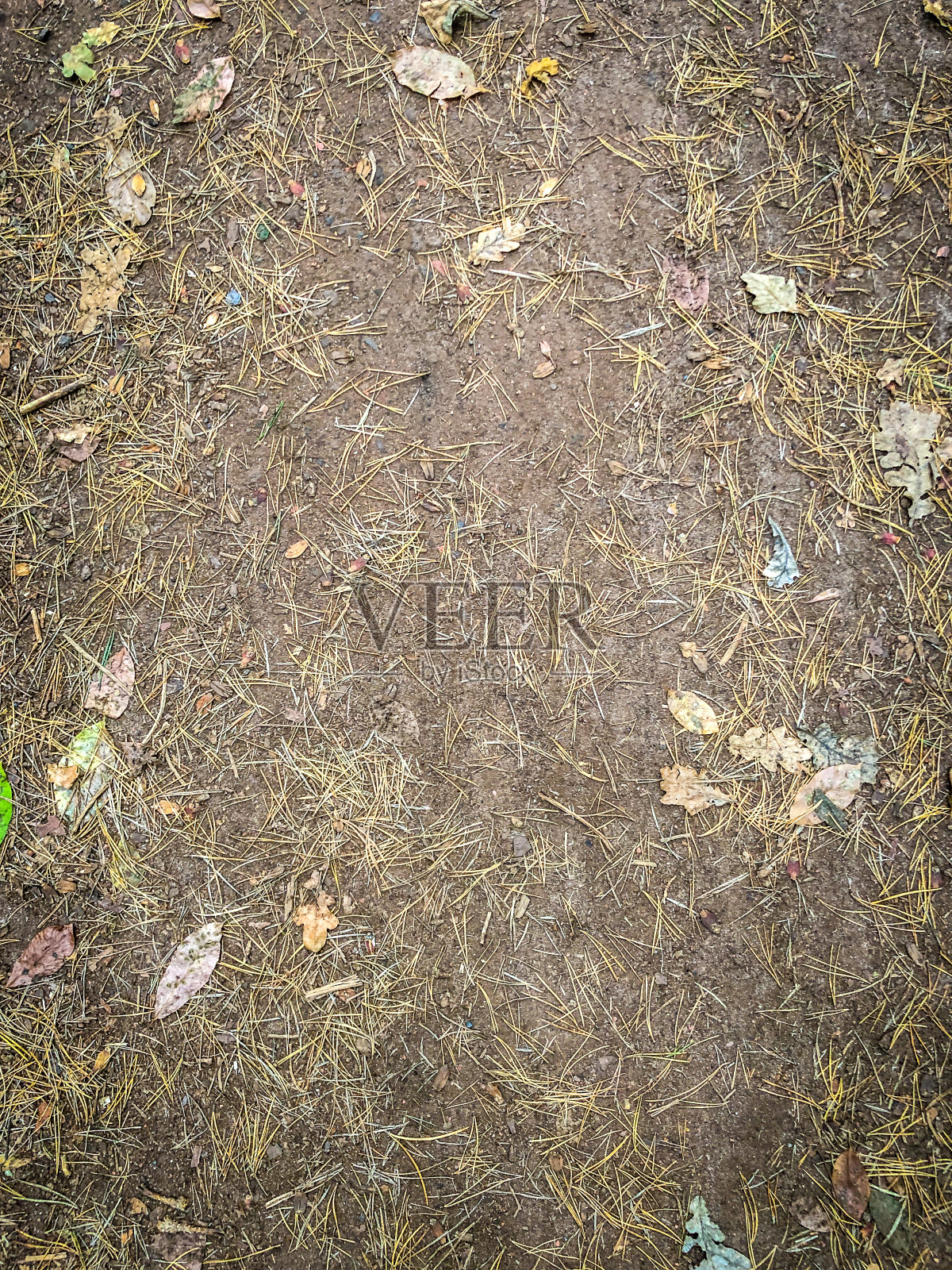 作为纹理或背景的森林路径的地下。照片摄影图片