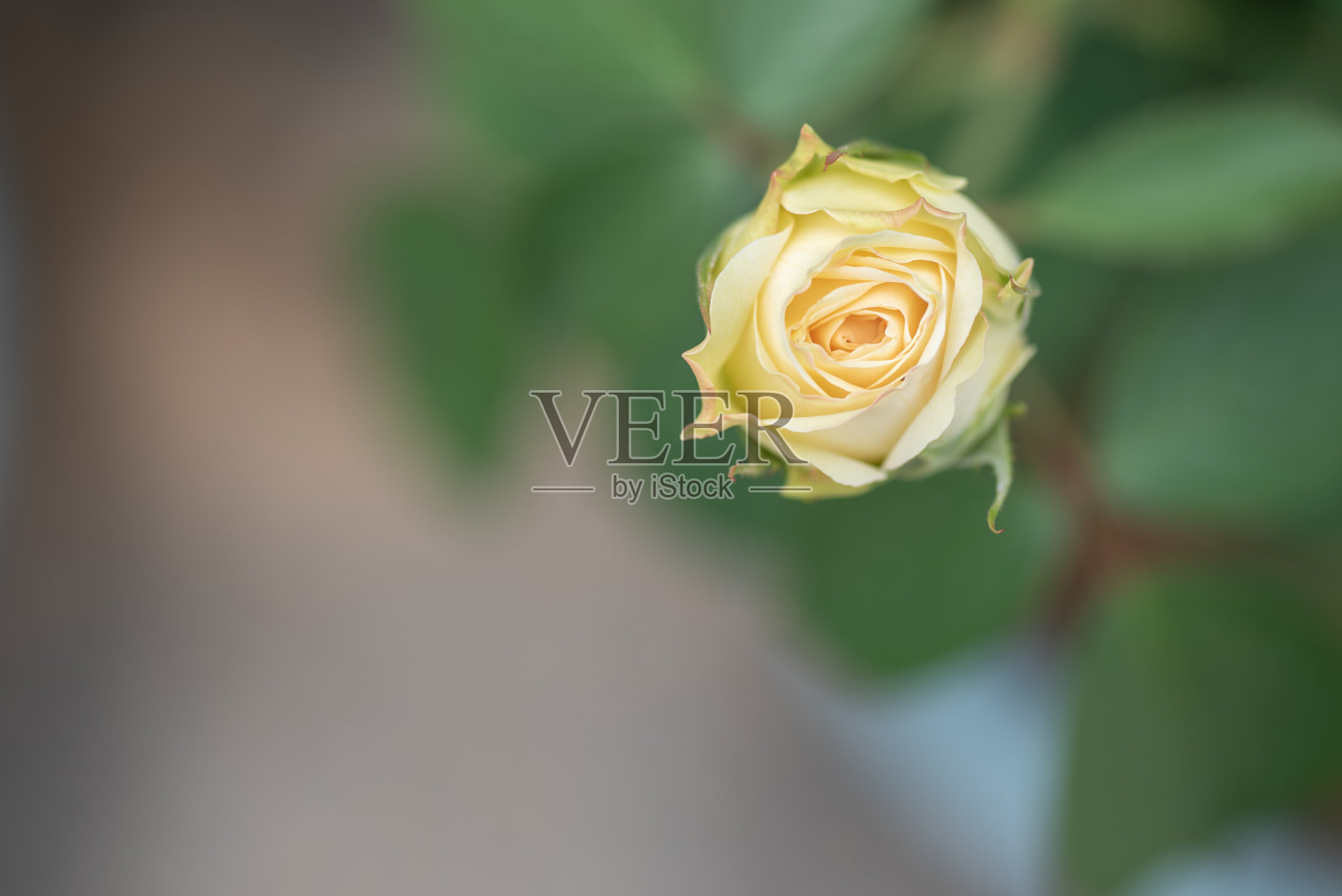 绿色背景上的黄玫瑰照片摄影图片