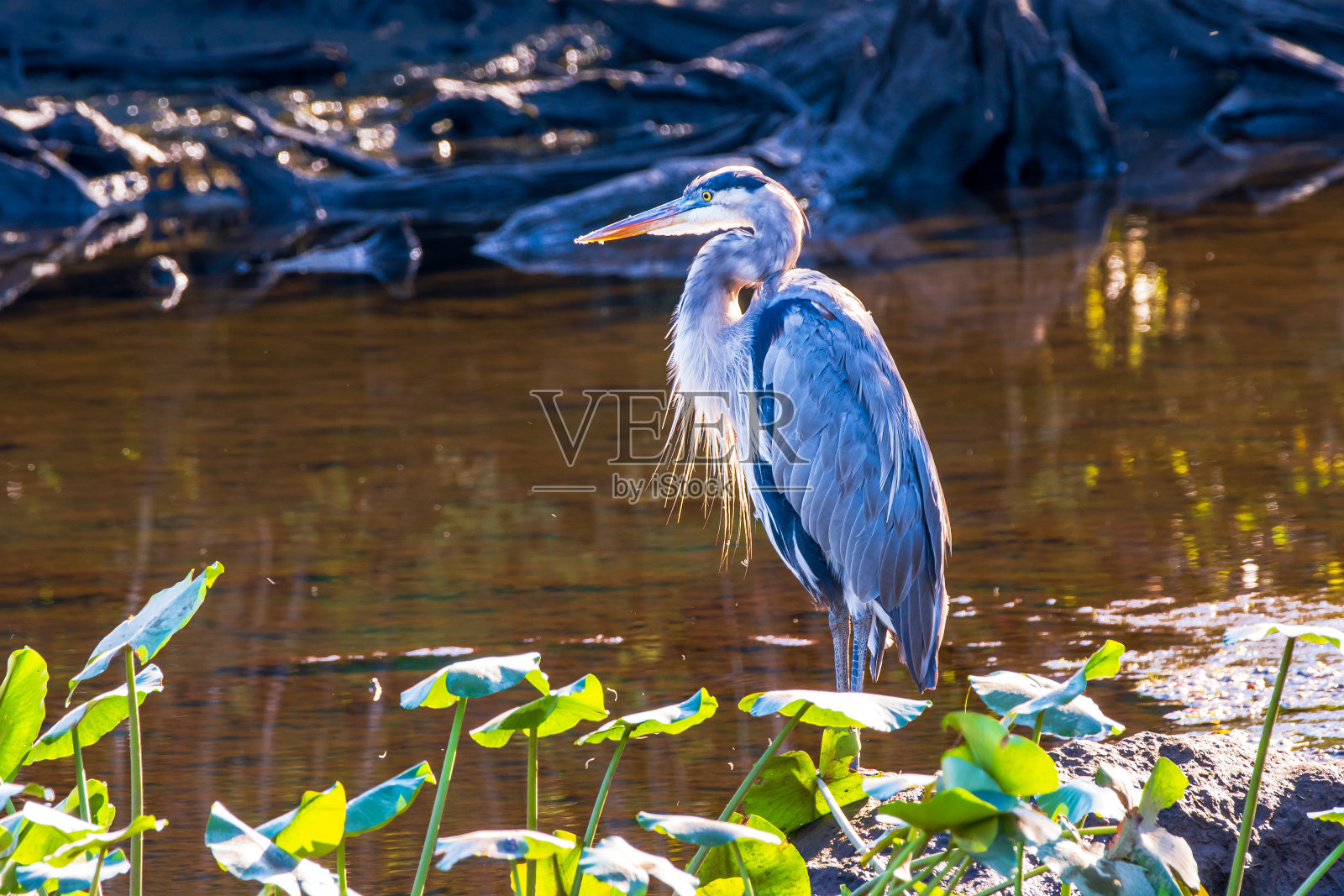 大蓝鹭的肖像照片摄影图片