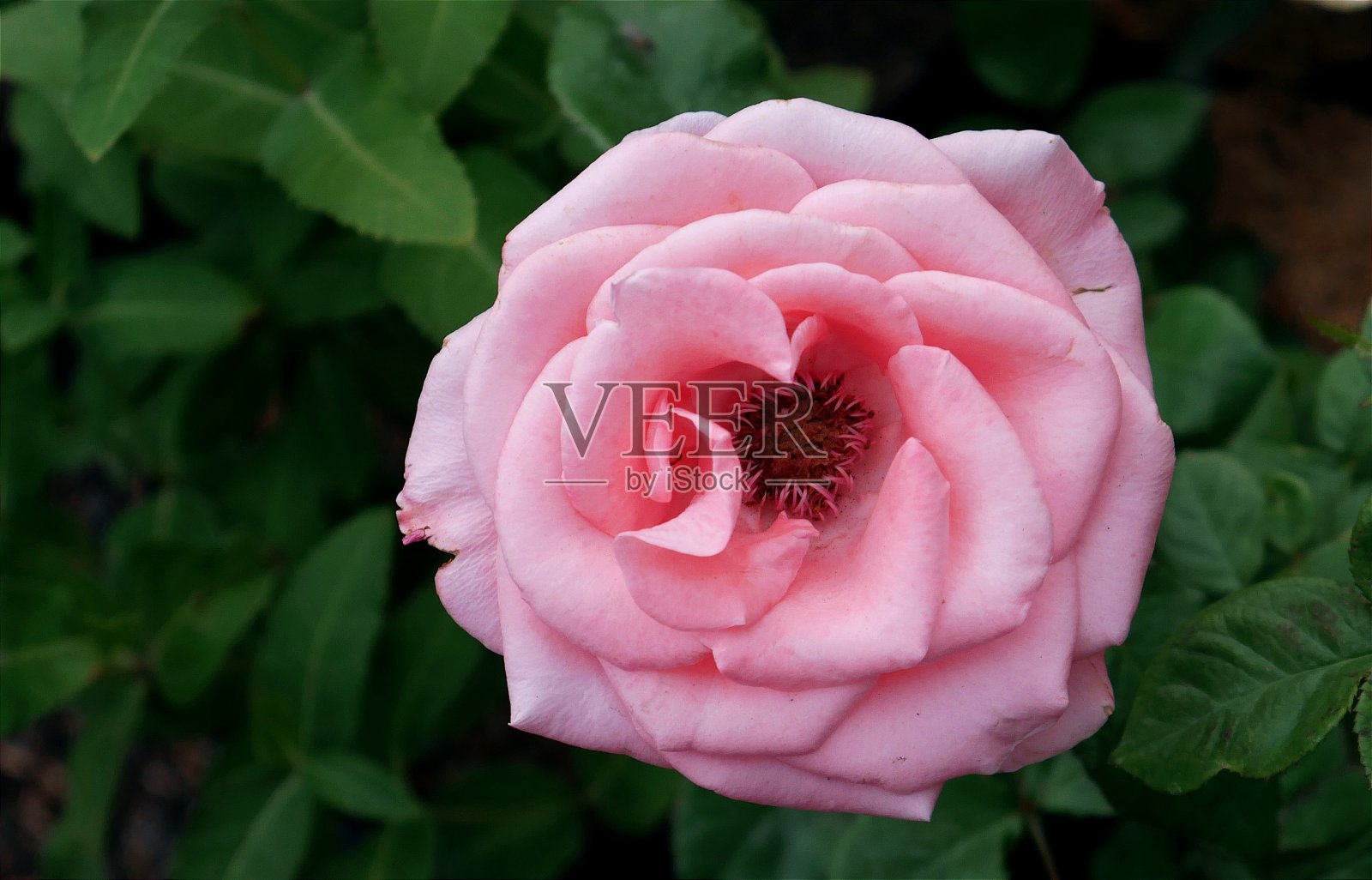 粉色的玫瑰照片摄影图片