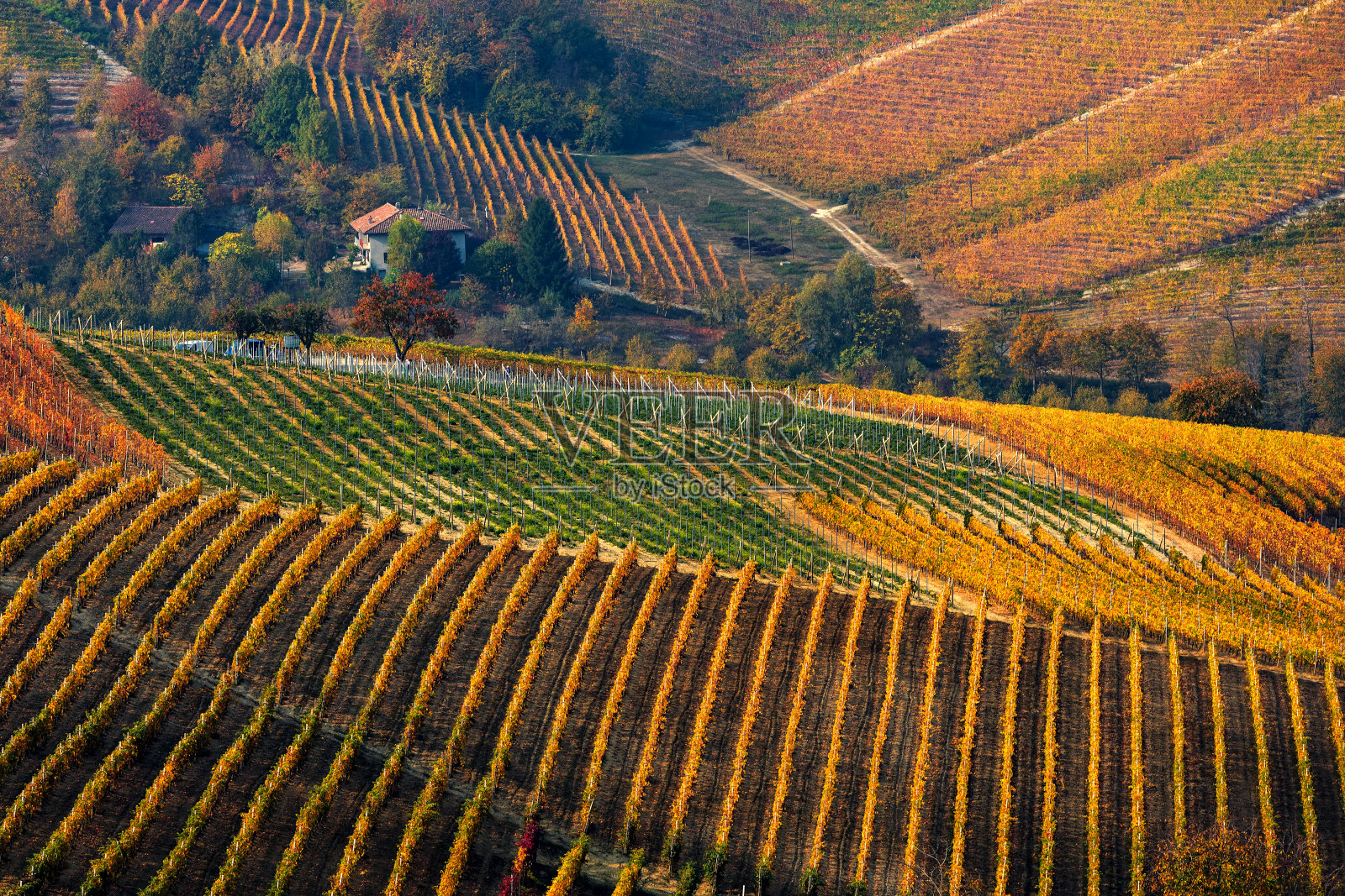 多姿多彩的兰河秋天葡萄园。照片摄影图片