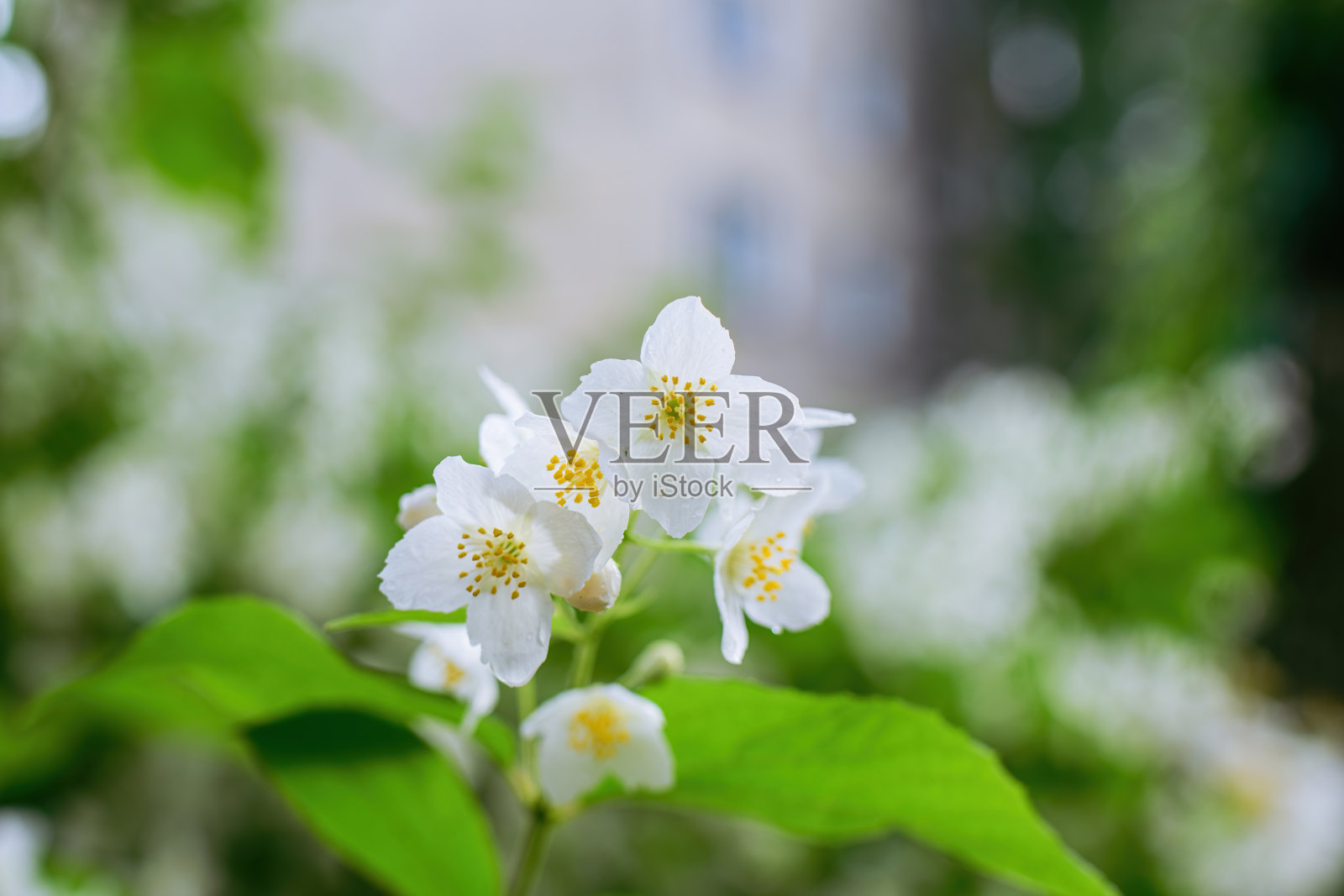 春天开着白色茉莉花的小枝照片摄影图片