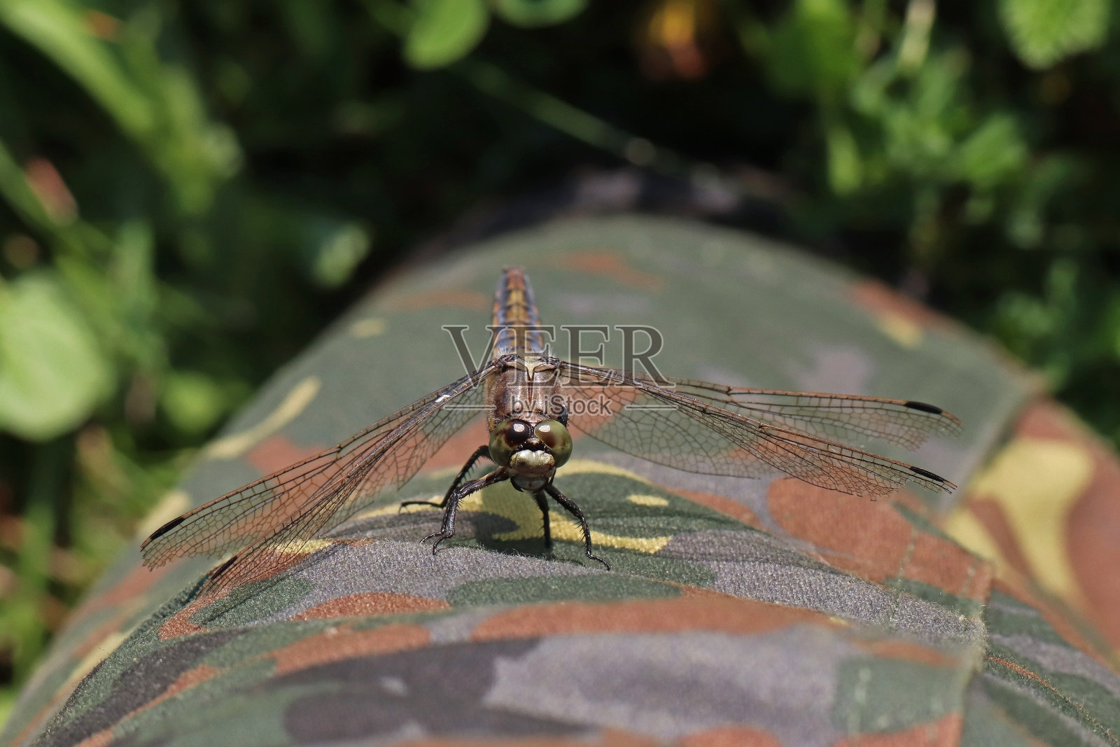 矫数简历 - 黑色尾部掠过器（矫发器取消）。照片摄影图片