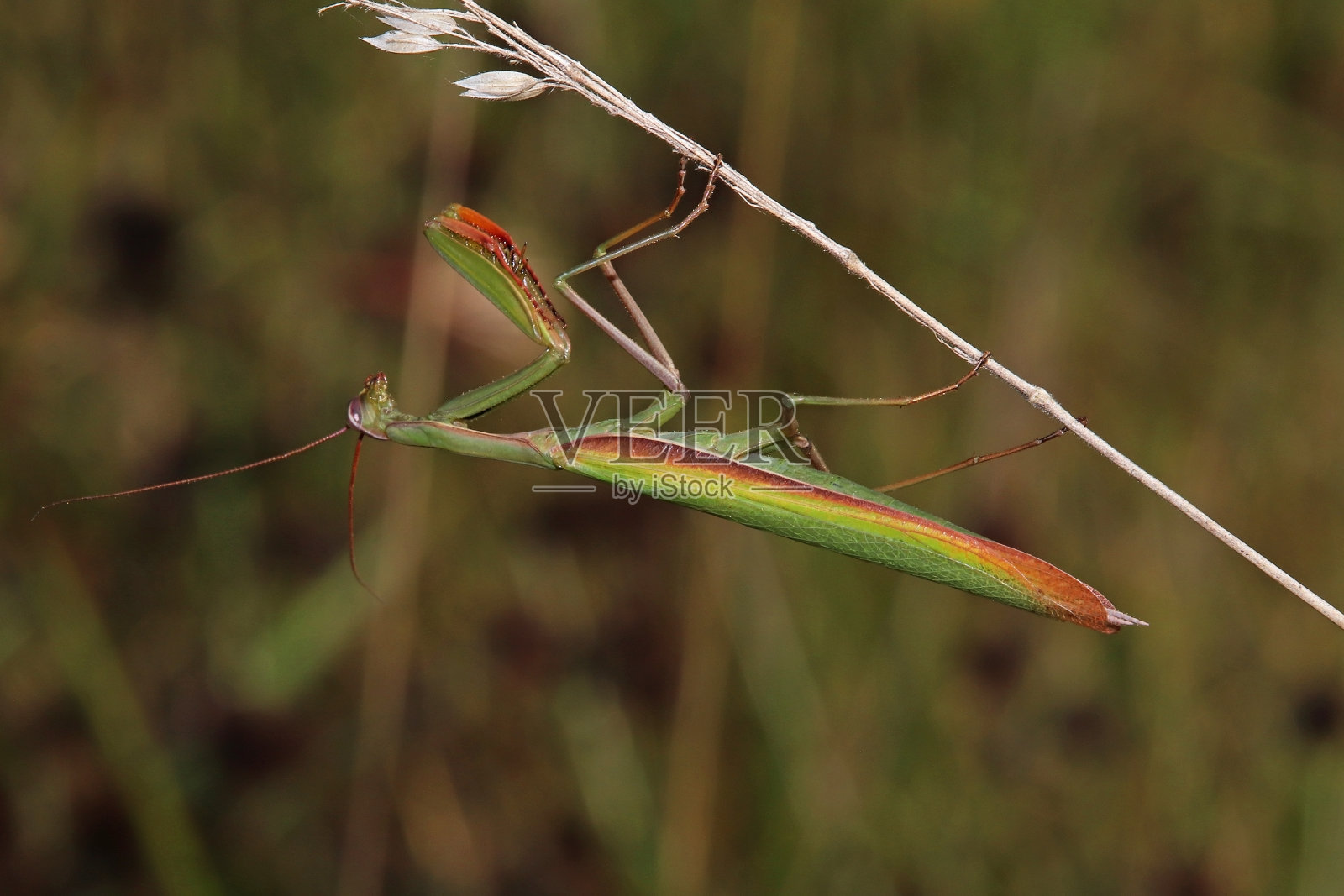 祈祷螳螂。照片摄影图片