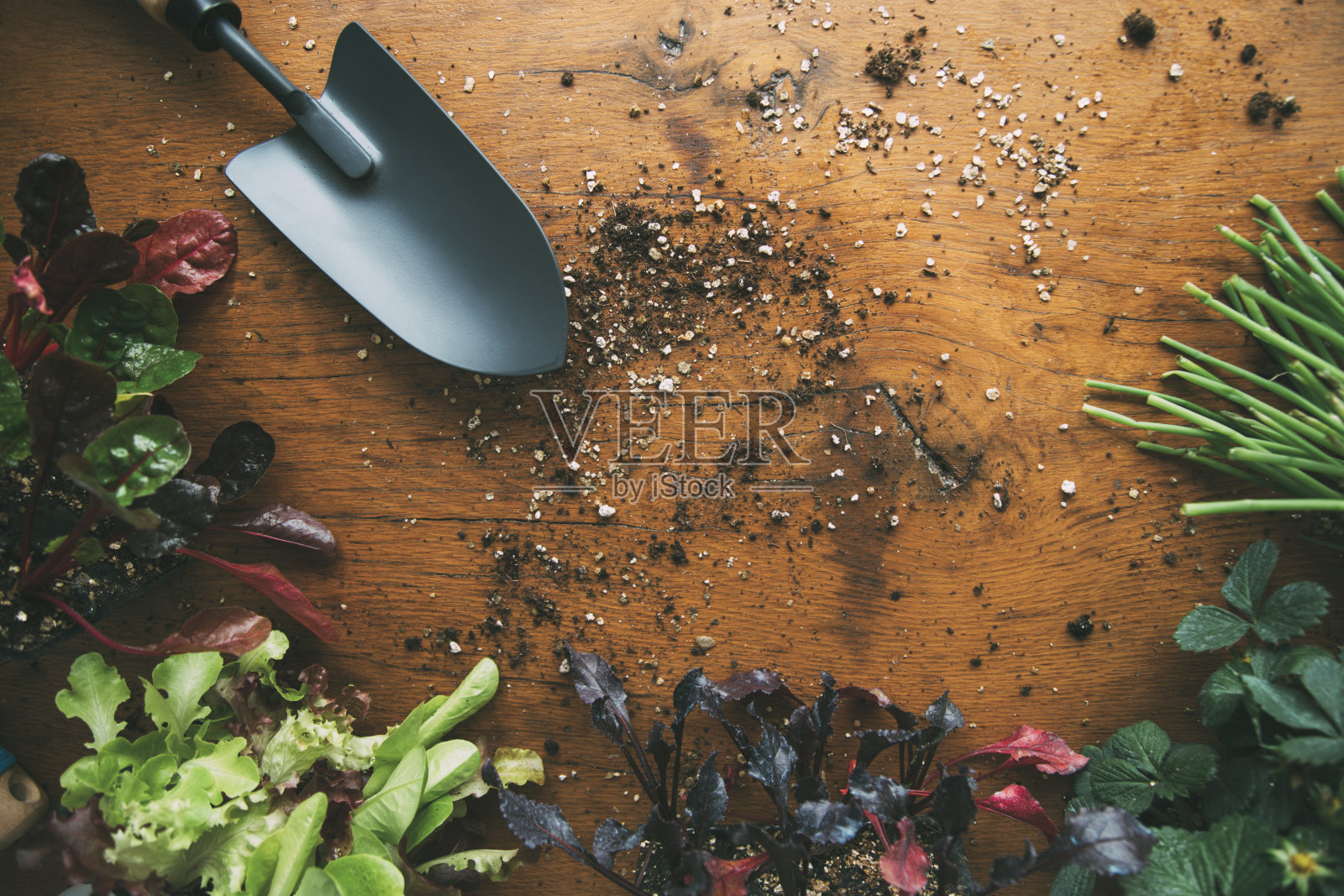 蔬菜园铲苗和土撒在木基上。莴苣幼苗。洋葱苗。甜菜幼苗。甜菜幼苗。草莓苗照片摄影图片