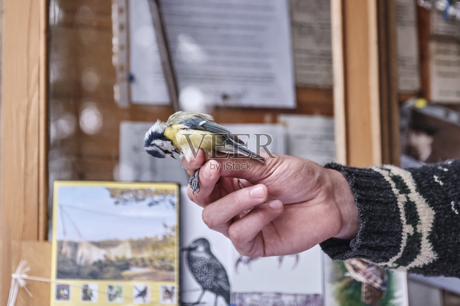 鸟类学家握着欧亚蓝山雀的手。鸟儿想啄他。照片摄影图片