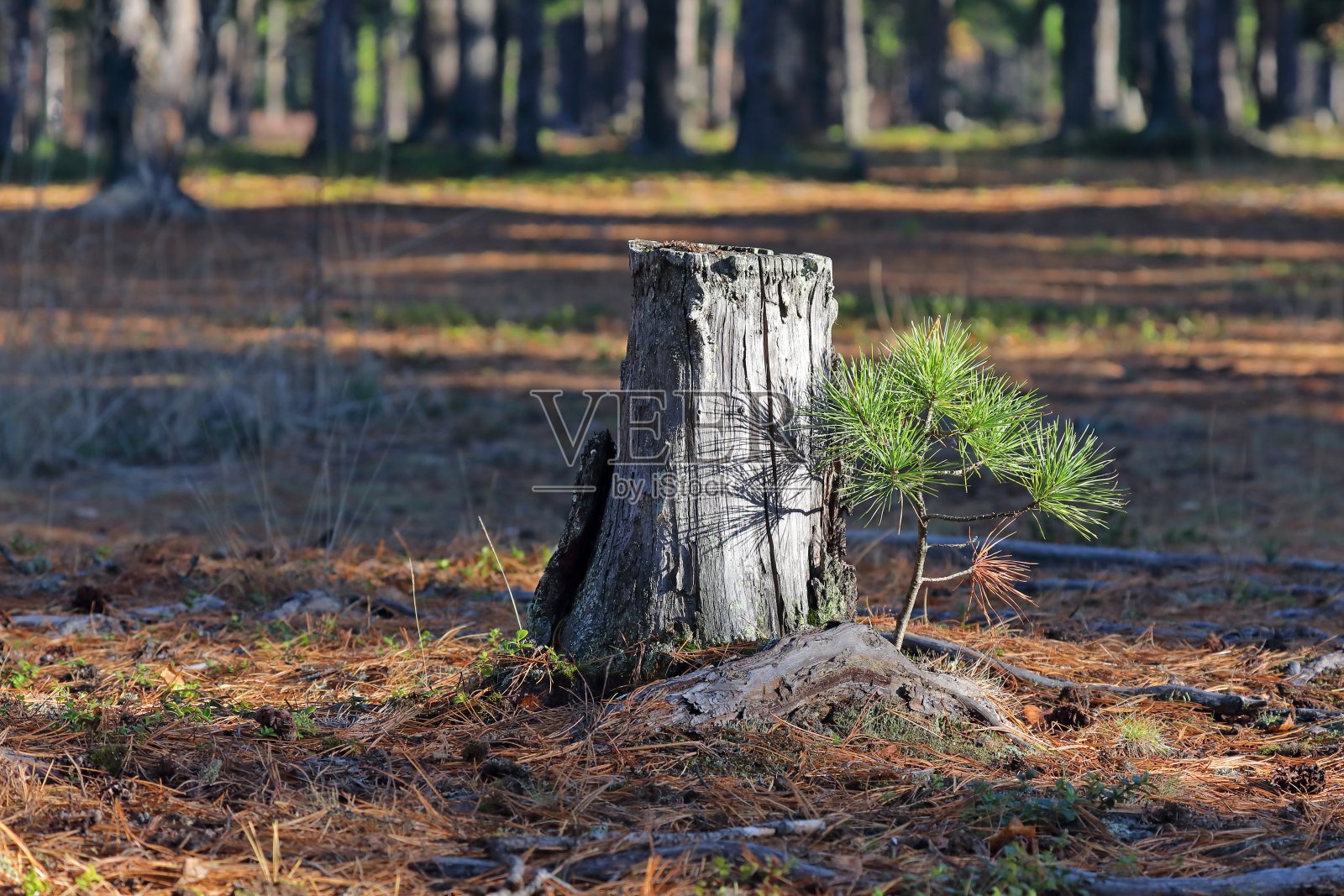 松果体sibirica。西伯利亚北部松树林中的一个树桩照片摄影图片