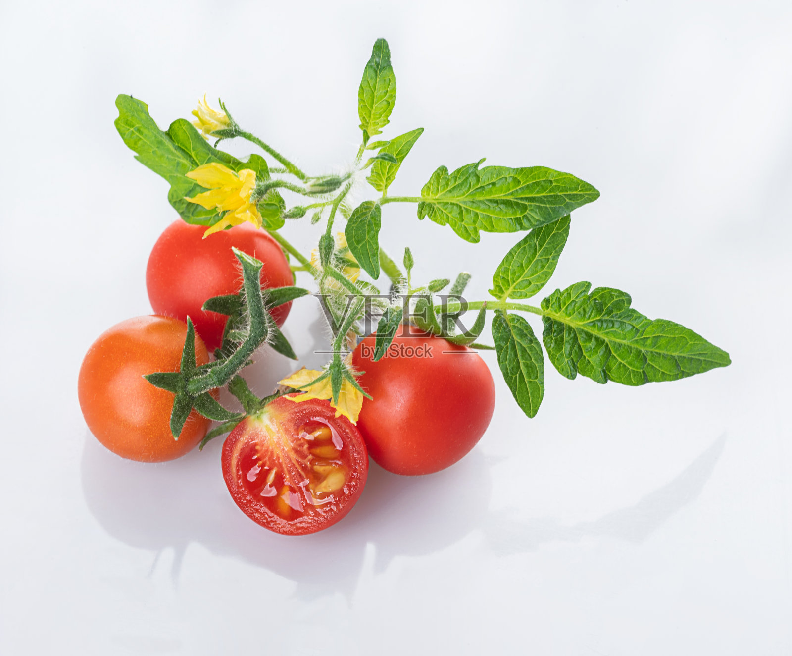 年轻的樱桃西红柿西红柿花和年轻的绿色叶子，孤立在白色的背景照片摄影图片