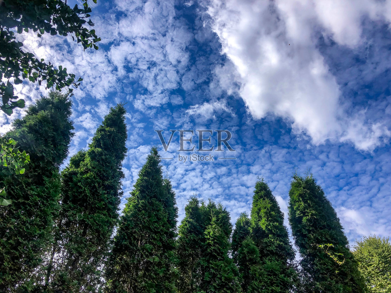 高大的绿树在蓝天白云的背景下照片摄影图片