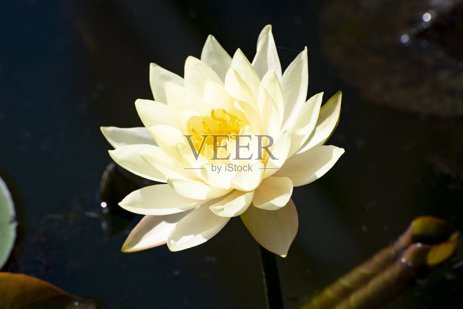 黑色背景下白色和黄色睡莲的特写照片摄影图片