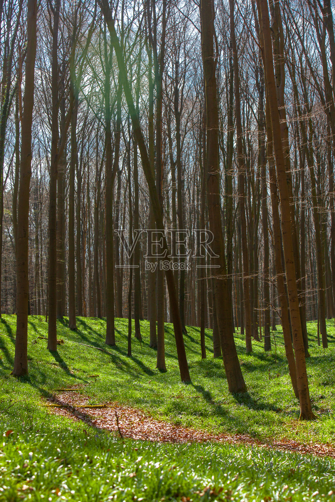 哈勒博斯森林照片摄影图片