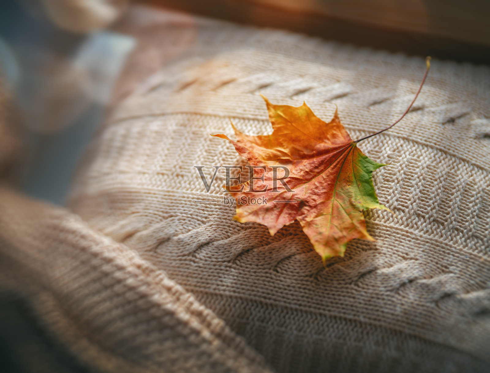 秋天的枫叶照片摄影图片