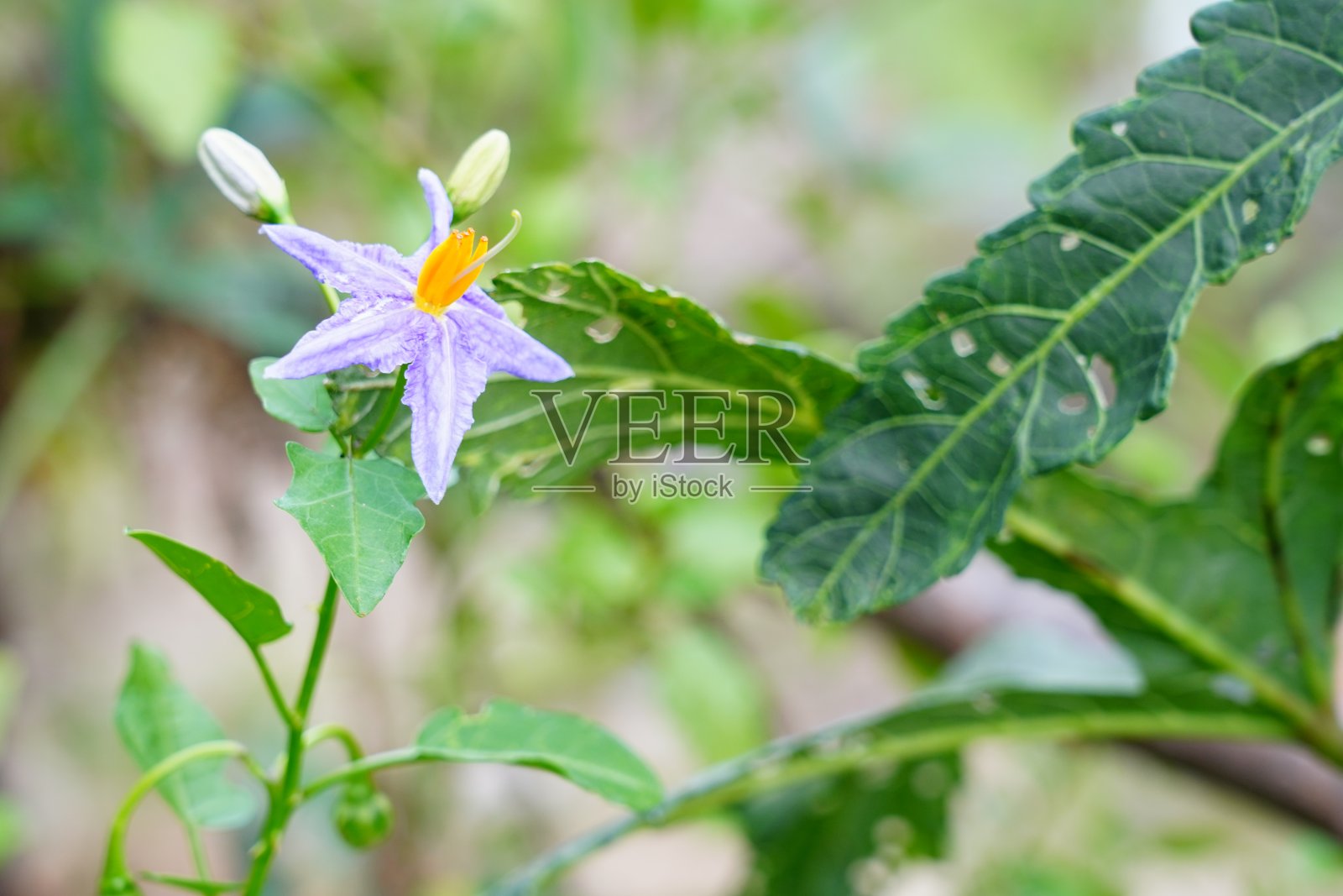 特写茄子Flowe照片摄影图片