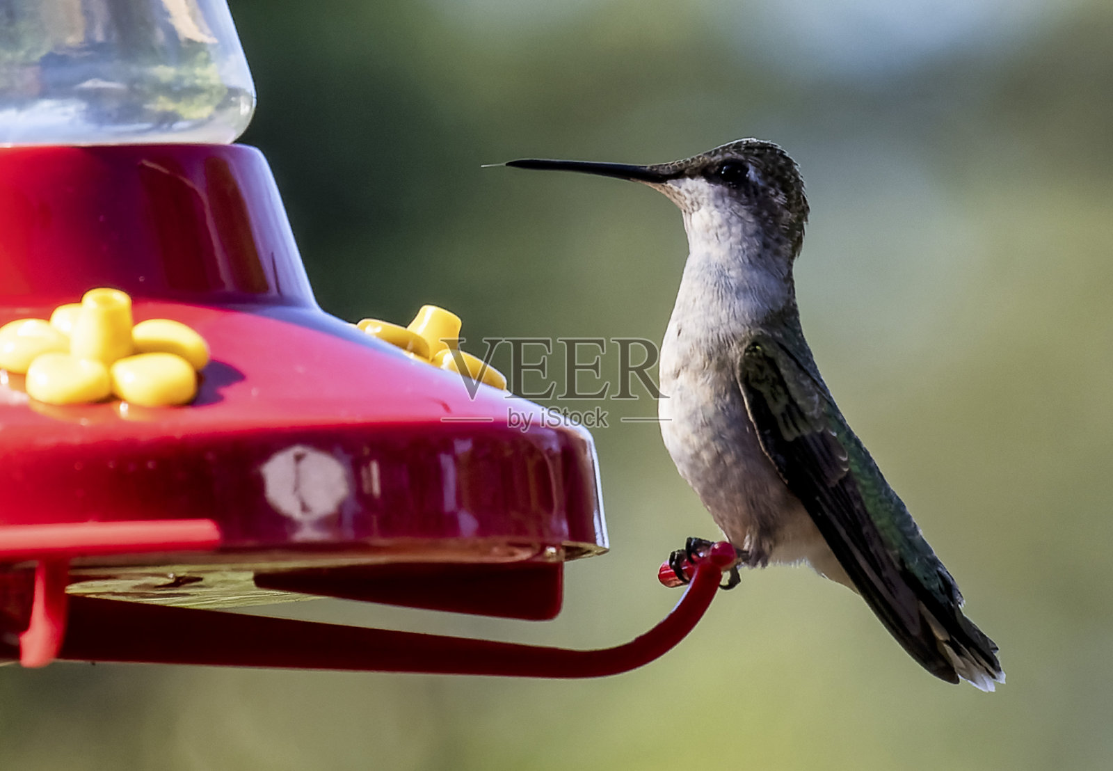 蜂鸟的姿势很好照片摄影图片
