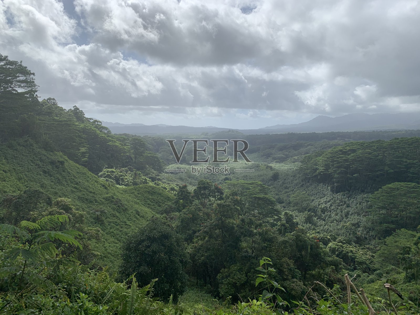 夏威夷考艾岛的雨林照片摄影图片