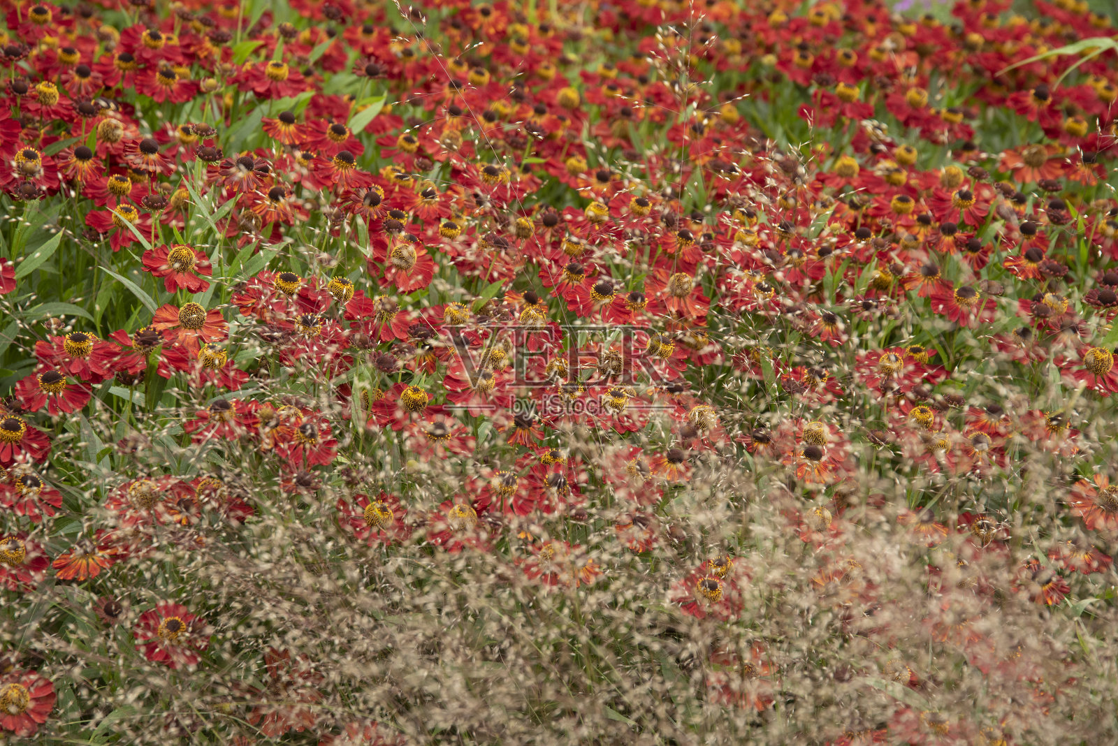 英国乡村花园景观中常见的喷嚏草Helenium秋季花的彩色特写图像，使用选择性聚焦照片摄影图片