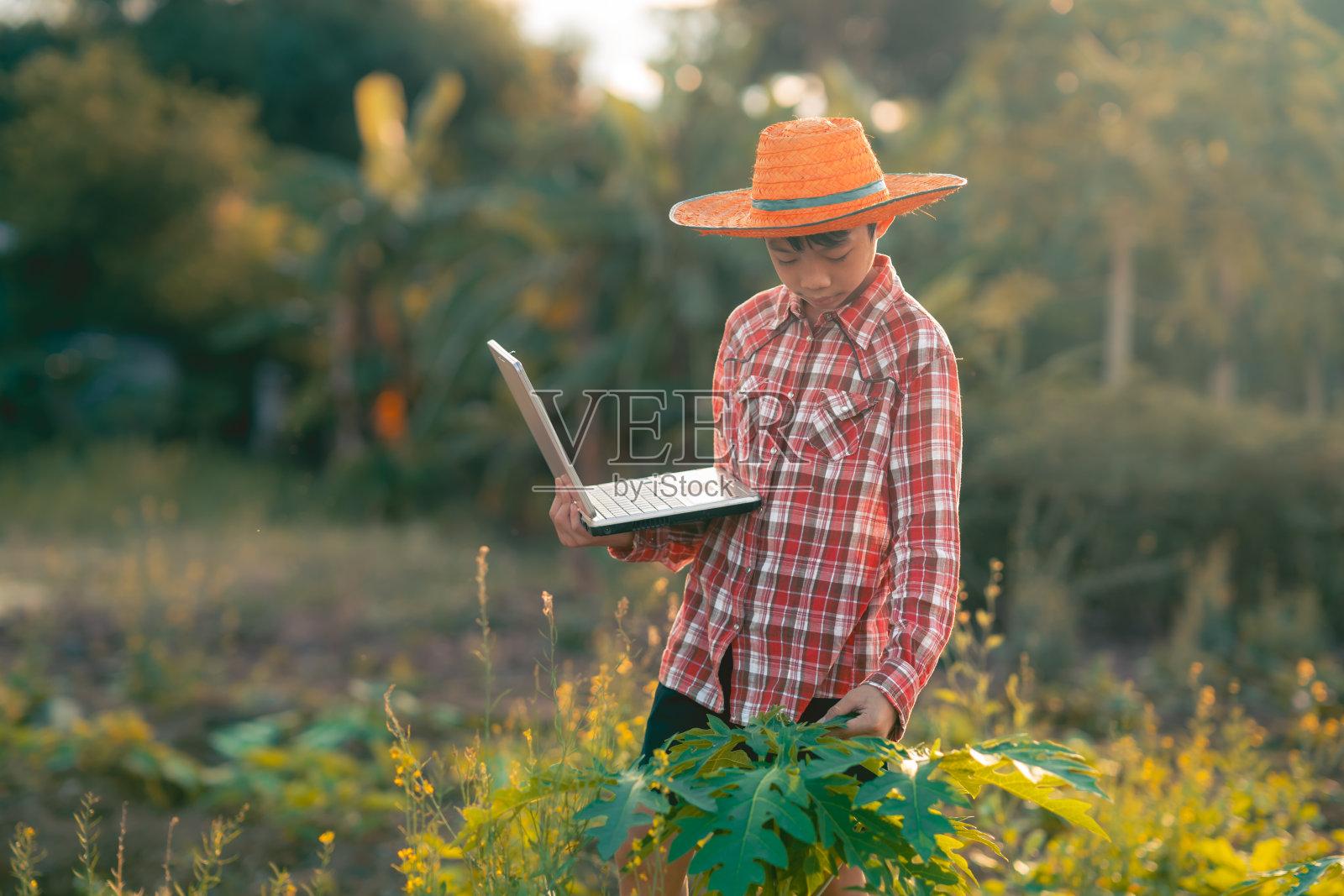 孩子们在农村有机菜田里用笔记本电脑学习照片摄影图片