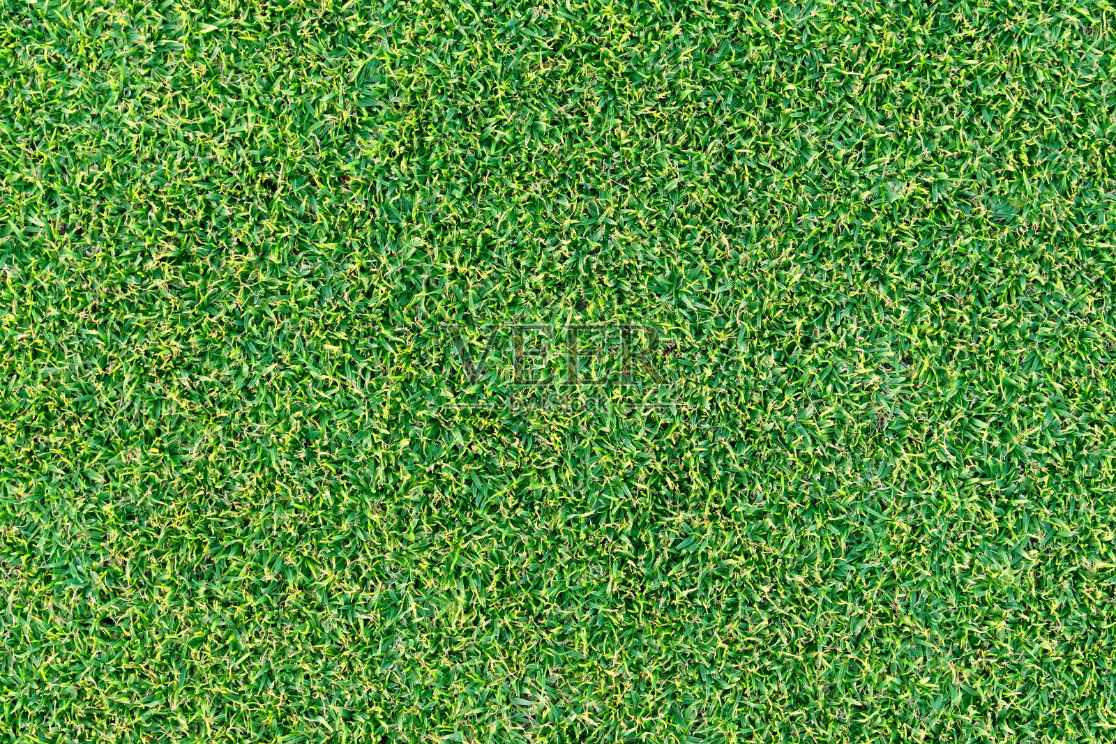 绿色的草纹理背景，俯视图照片摄影图片