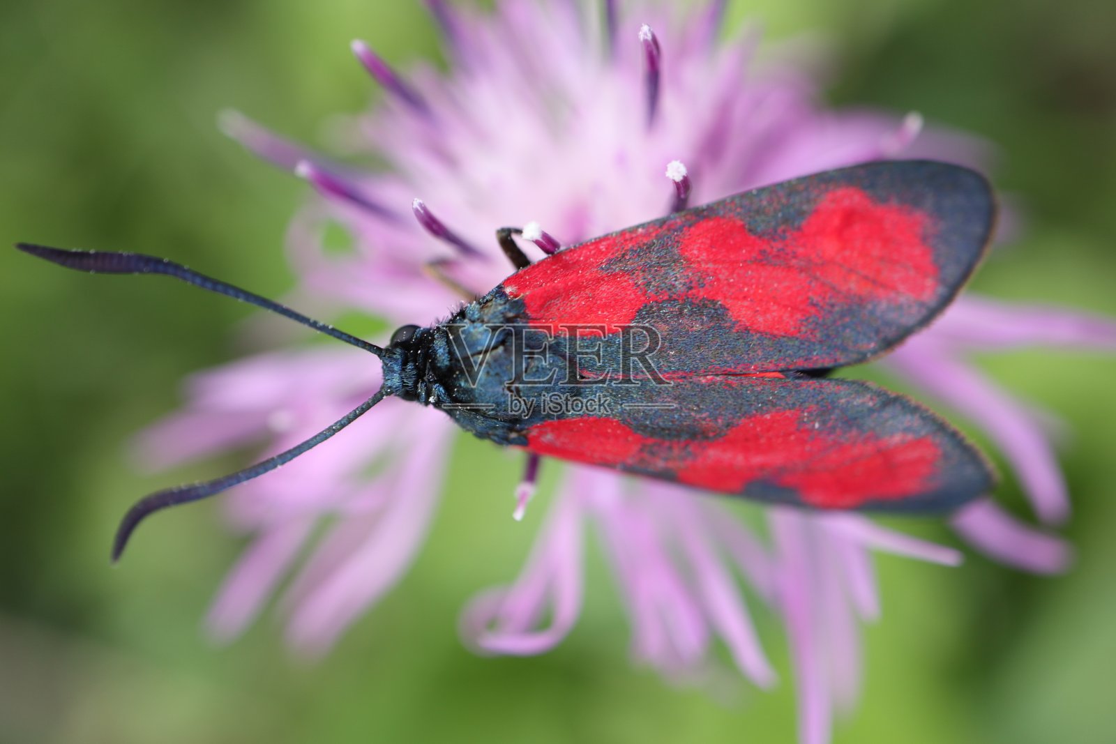 齐盖纳·菲利彭杜莱照片摄影图片