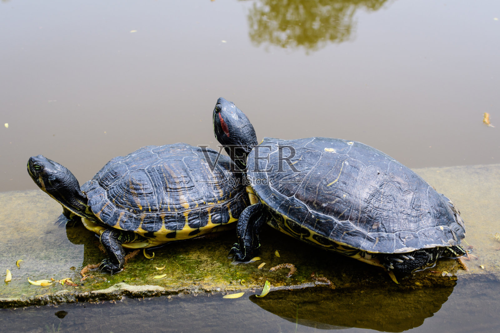 在一个阳光明媚的春天，两只海龟躺在湖边的阳光下，用选择性聚焦拍摄了美丽的户外单色背景照片摄影图片