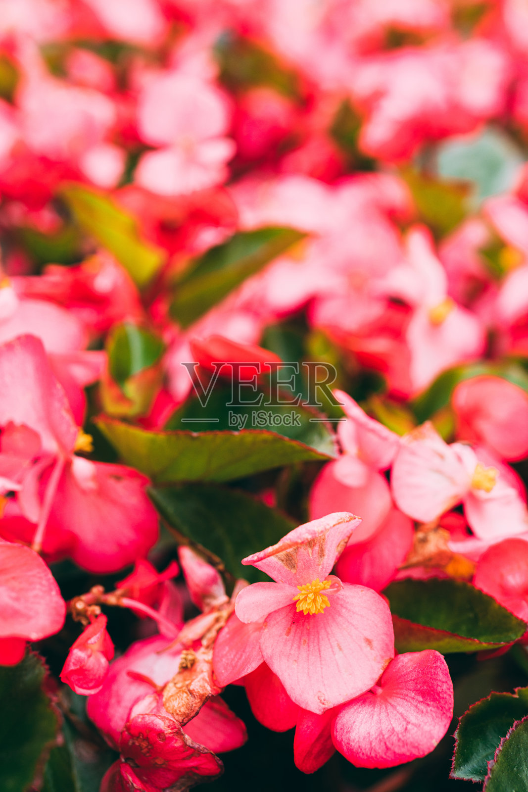 背景里的街道上盛开着大量的海棠花照片摄影图片