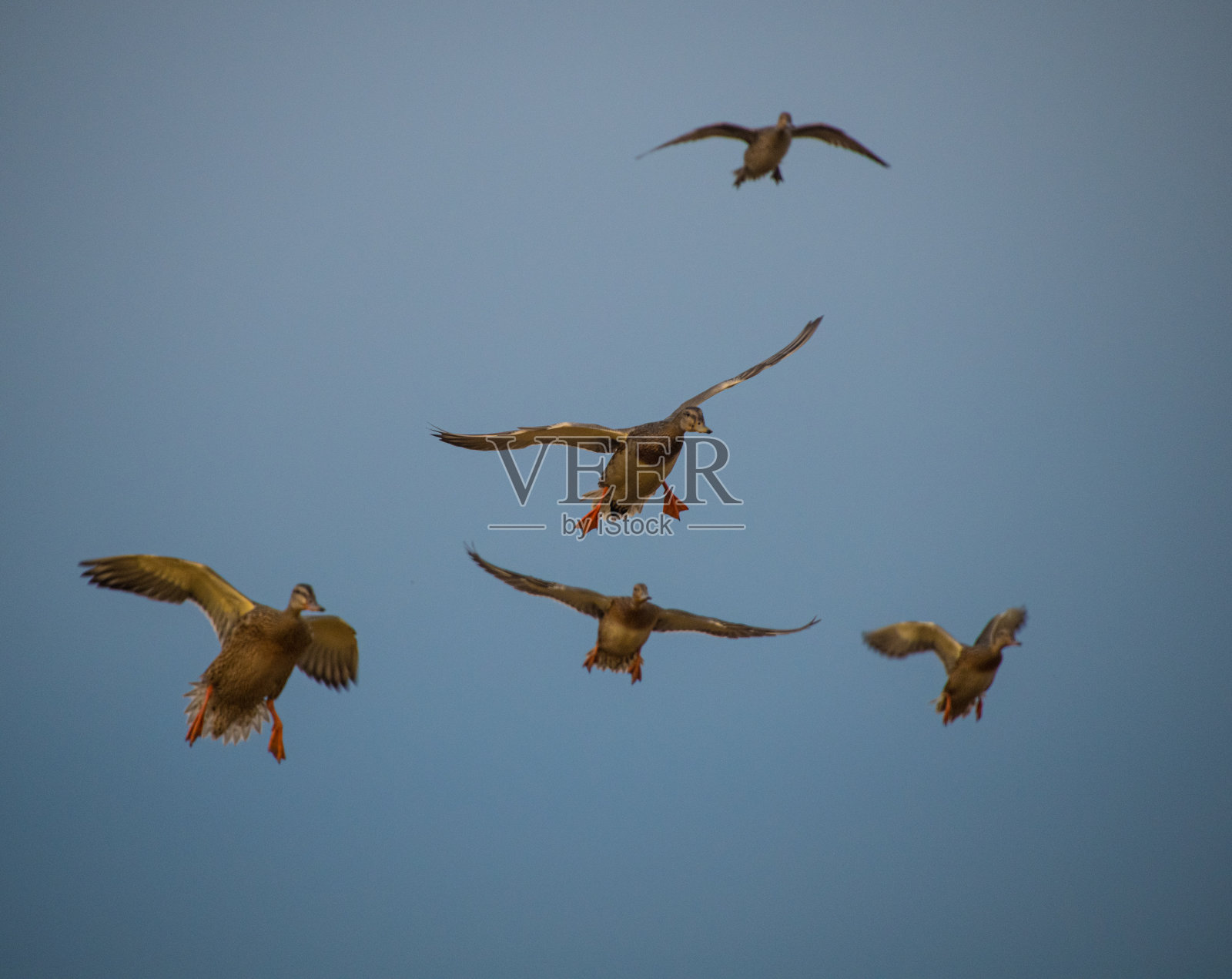 鸭子在飞行中照片摄影图片
