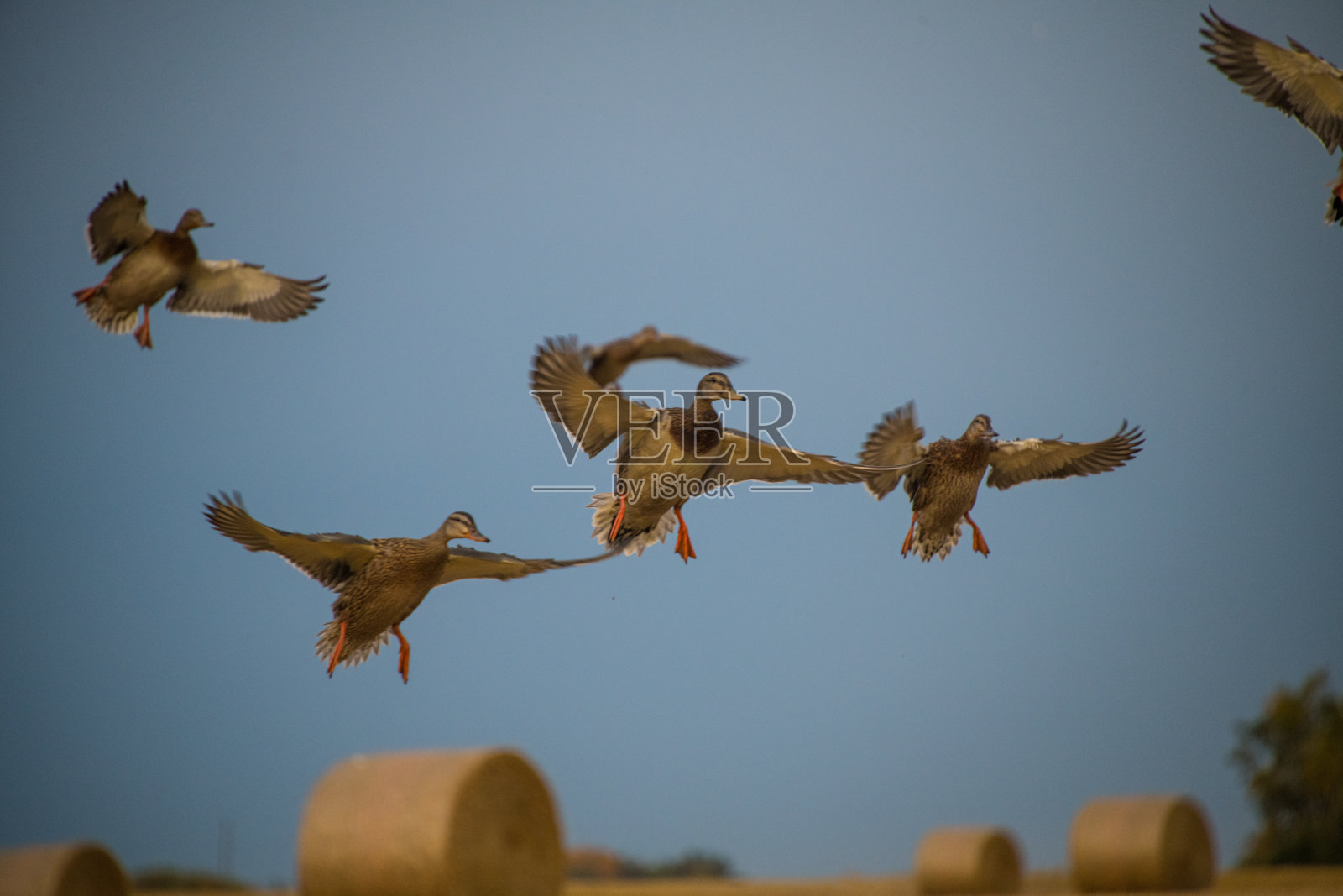 鸭子在飞行中照片摄影图片
