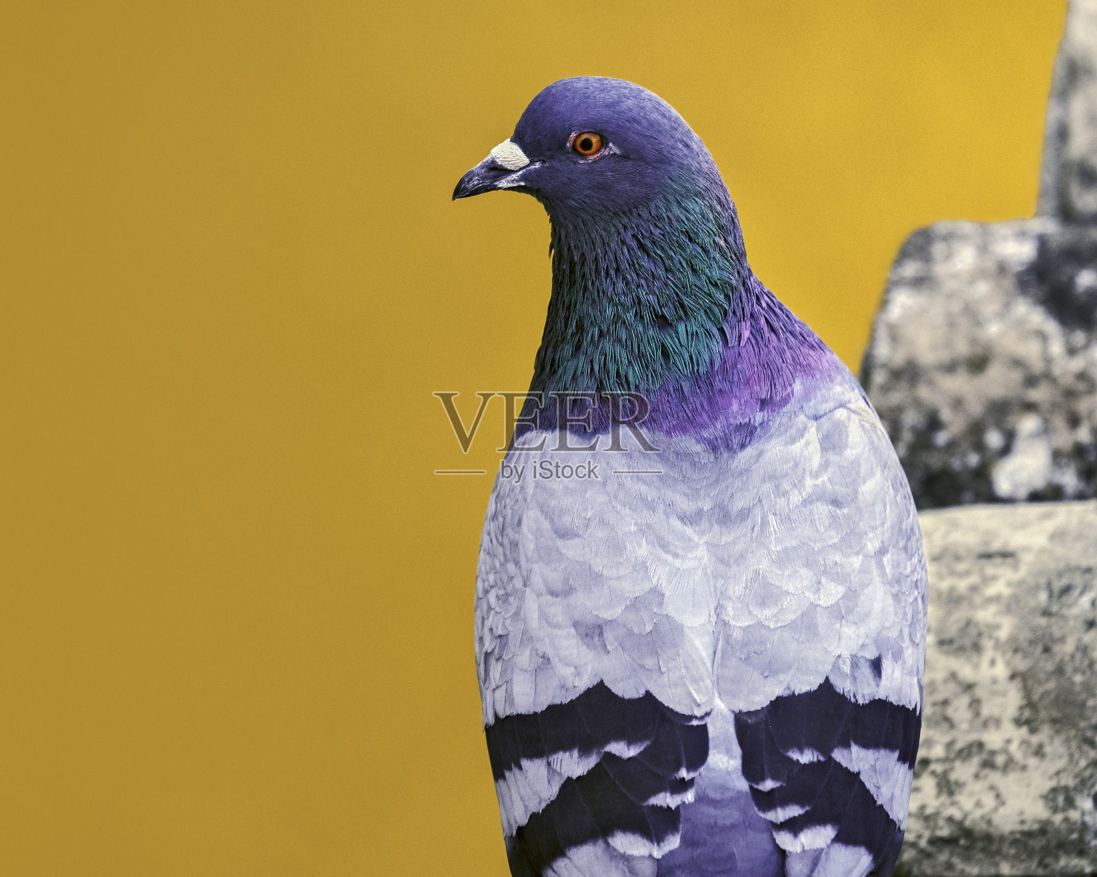 鸽子照片摄影图片