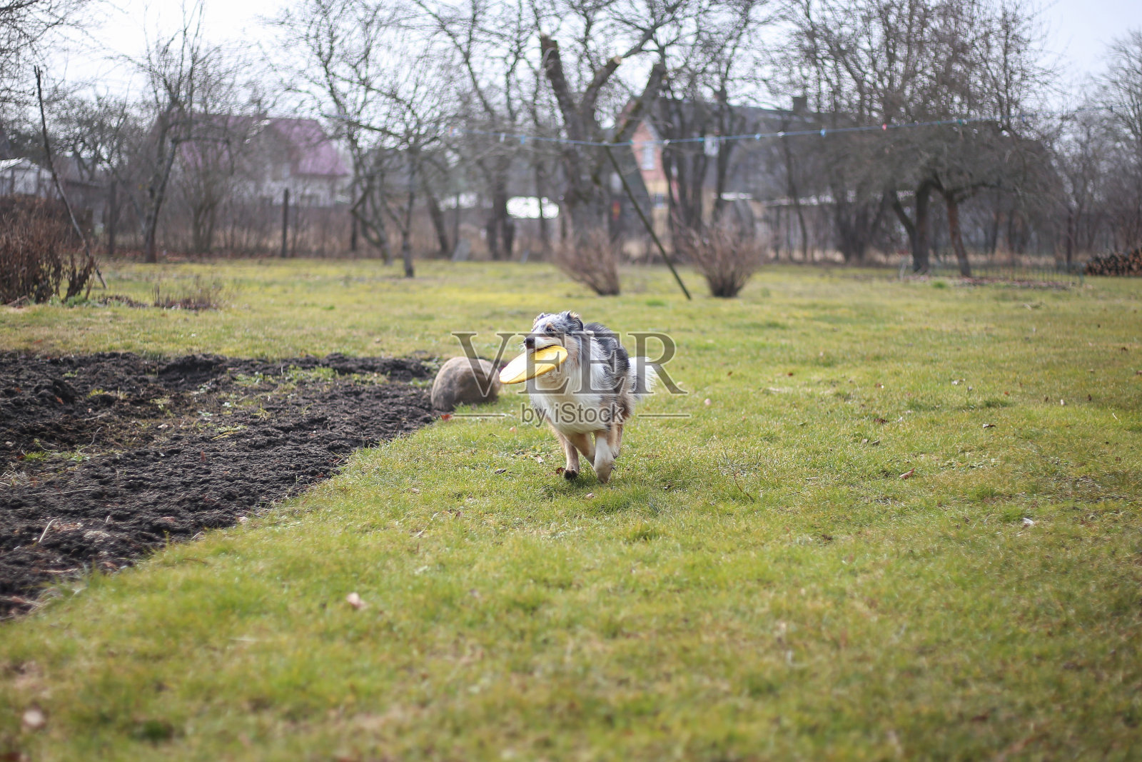 年轻的蓝色山鸟设得兰牧羊犬小狗sheltie带着黄色的飞盘四处奔跑。照片摄影图片