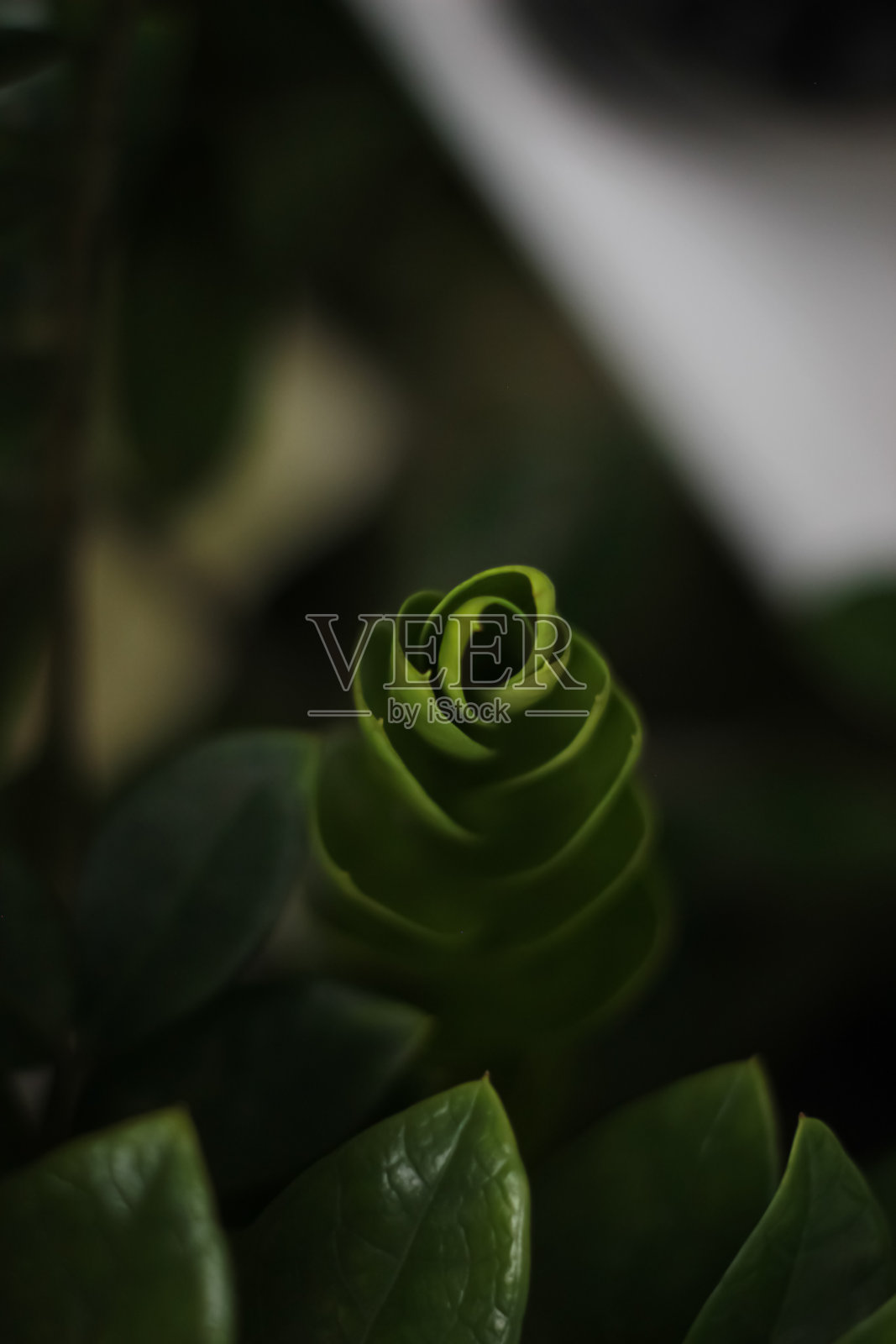 桑给巴尔宝石叶照片摄影图片