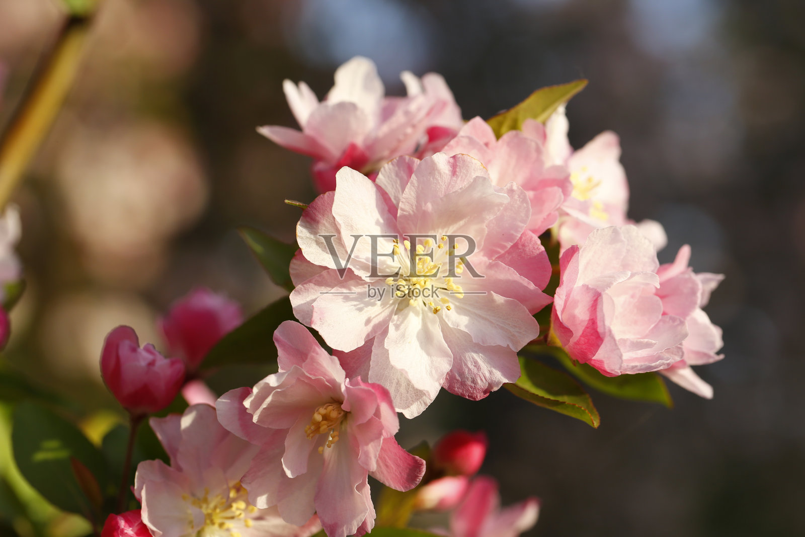 中国开花的海棠花照片摄影图片