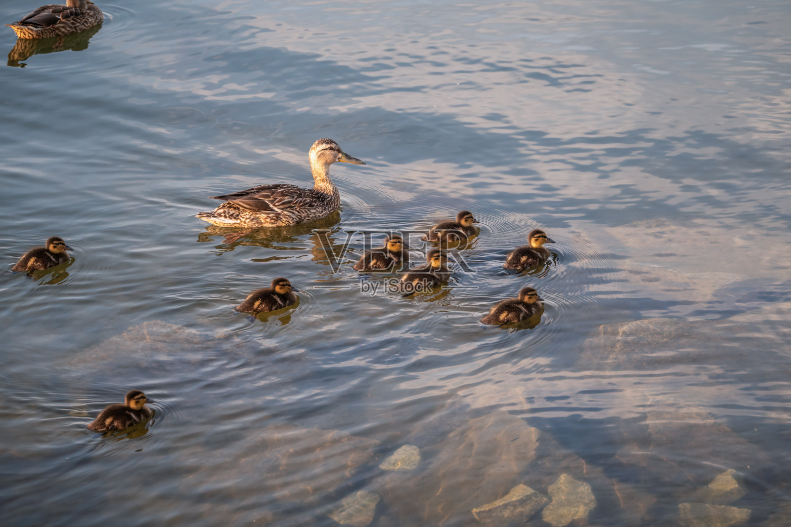 一群鸭子，一只鸭子和它的小鸭子在水里游泳。这只鸭子照顾它刚出生的小鸭子。野鸭,lat。阿拉斯platyrhynchos照片摄影图片