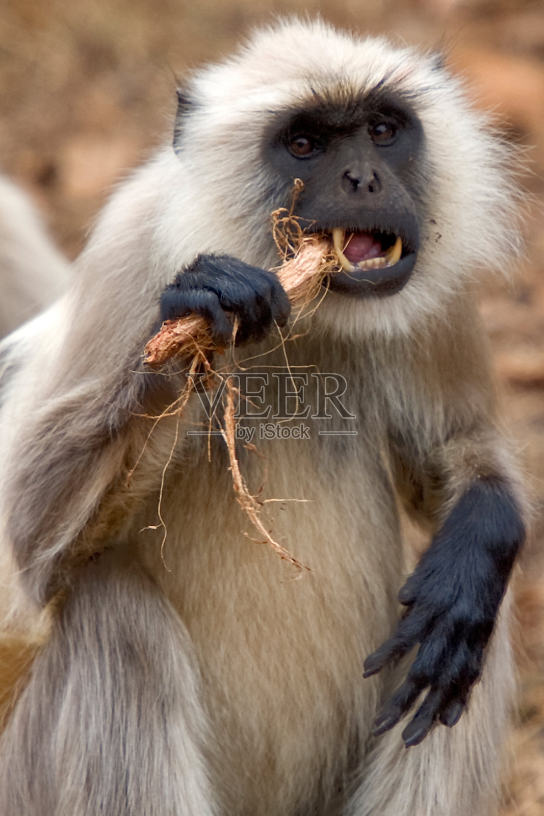 印度照片摄影图片
