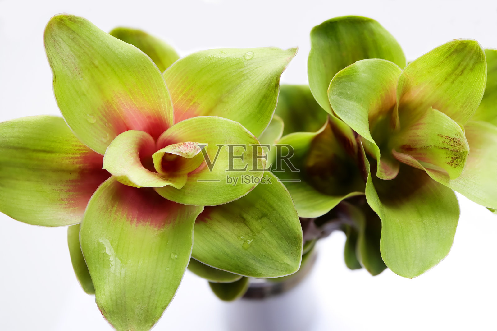 姜黄花或暹罗郁金香。花瓶里盛开着美丽的花朵。照片摄影图片