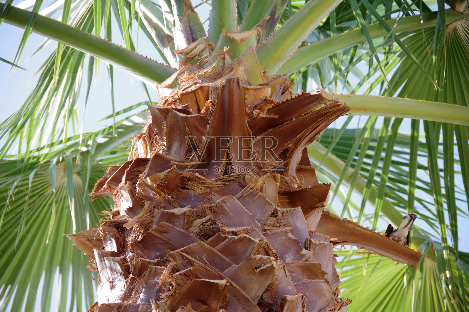 Palm粉丝照片摄影图片