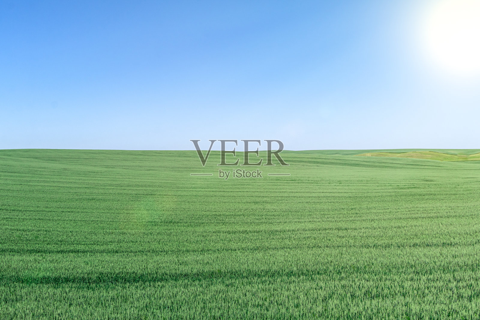 美丽的天际线景观与绿色的黑麦在农田和晴朗的蓝天与阳光在夏天照片摄影图片