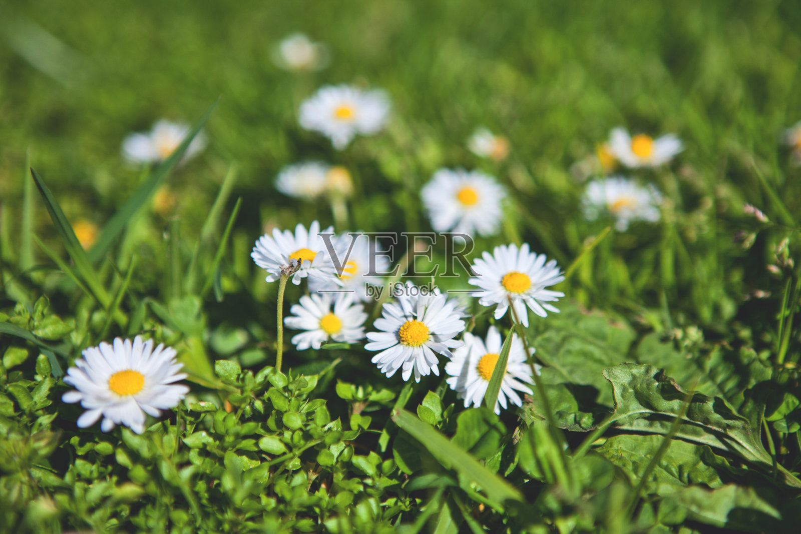 雏菊照片摄影图片