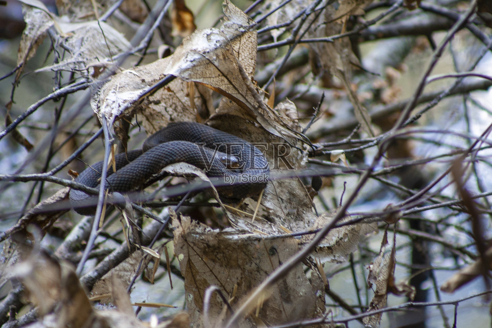蛇照片摄影图片