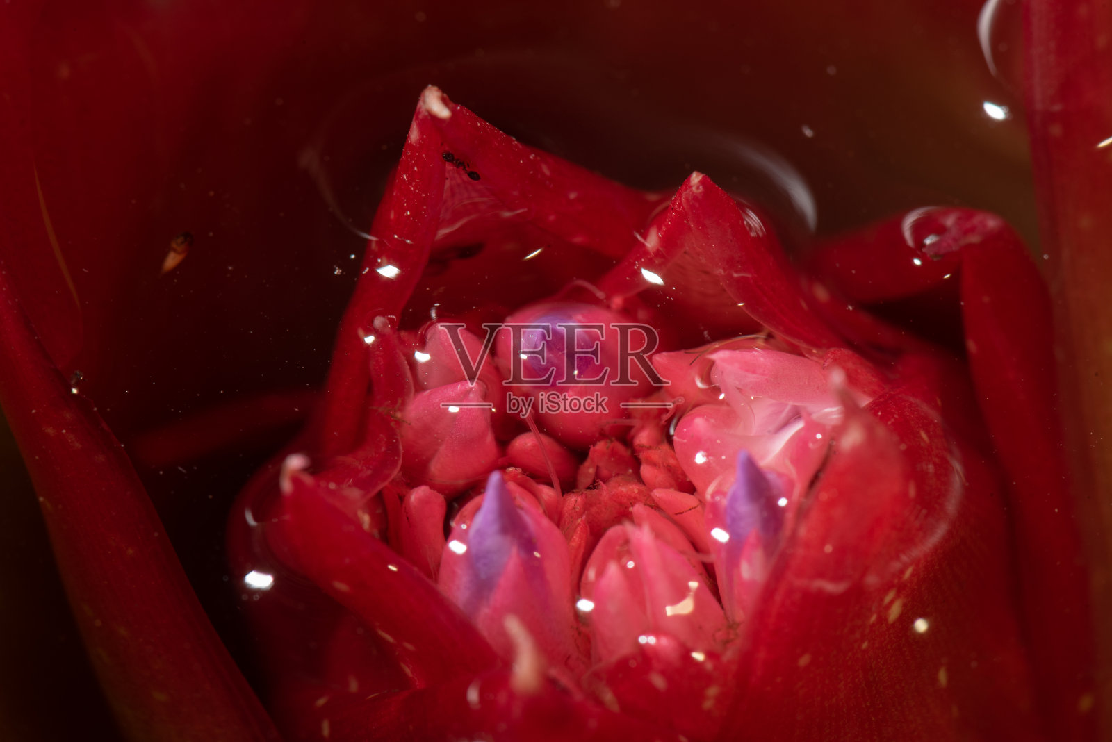 紧实凤梨花，原产于大西洋森林，具有丰富的颜色。照片摄影图片