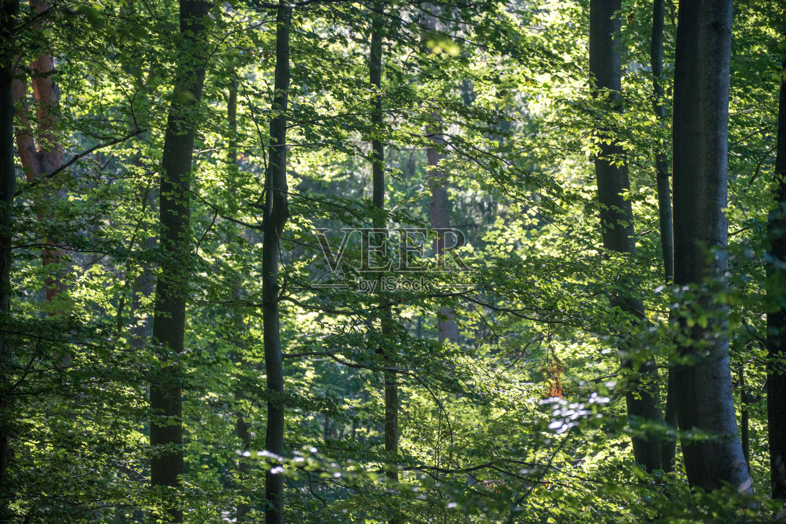 德国南部Palatinate森林中的浓密的落叶乔木照片摄影图片