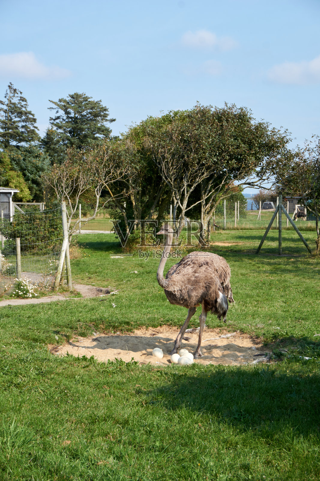 美丽的鸵鸟守护着他的巢穴照片摄影图片