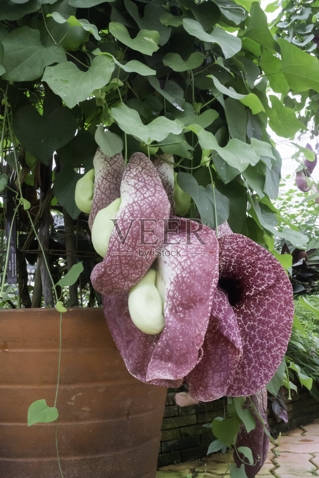 植物园里的绿叶植物照片摄影图片