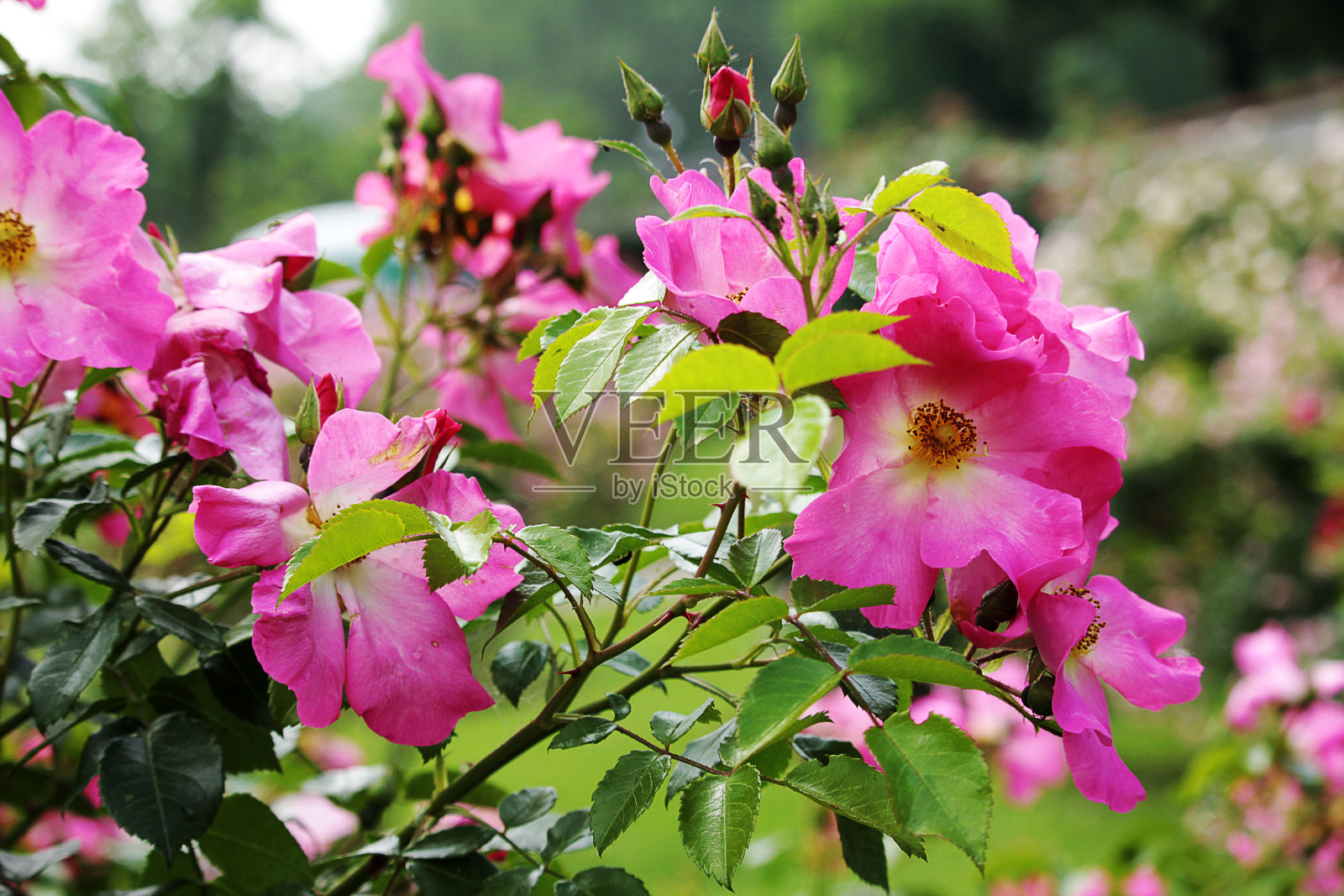罗莎对鲜花照片摄影图片