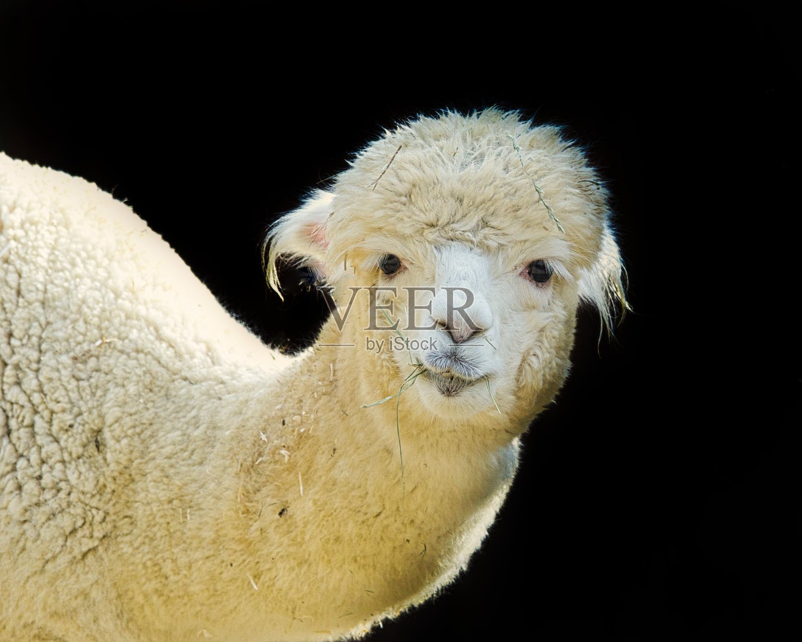 羊驼关闭照片摄影图片