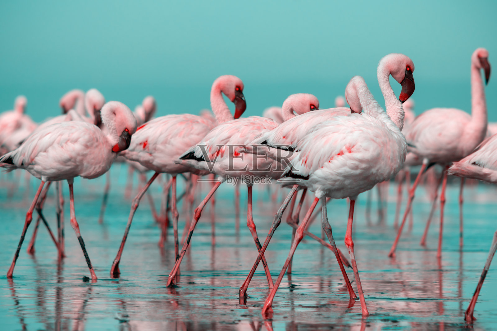 非洲野生鸟类。在阳光灿烂的日子里，一群粉红色的火烈鸟在蓝色的泻湖上漫步照片摄影图片