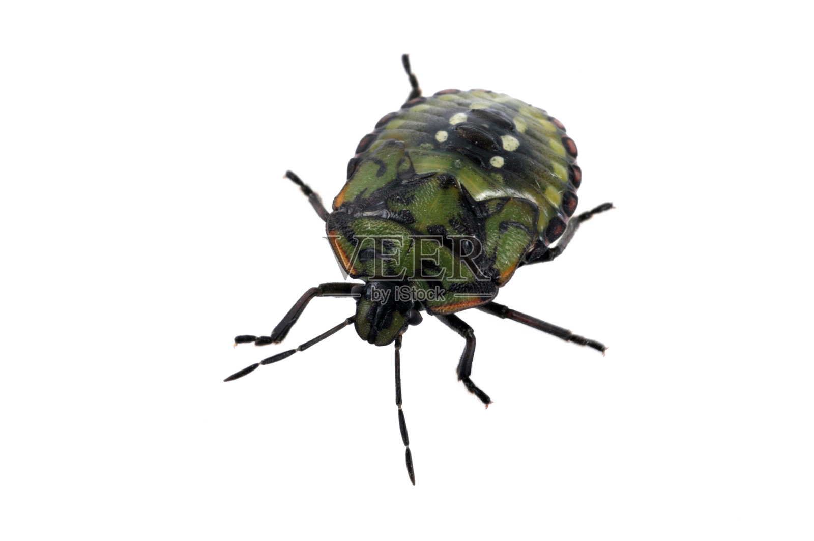 昆虫照片摄影图片