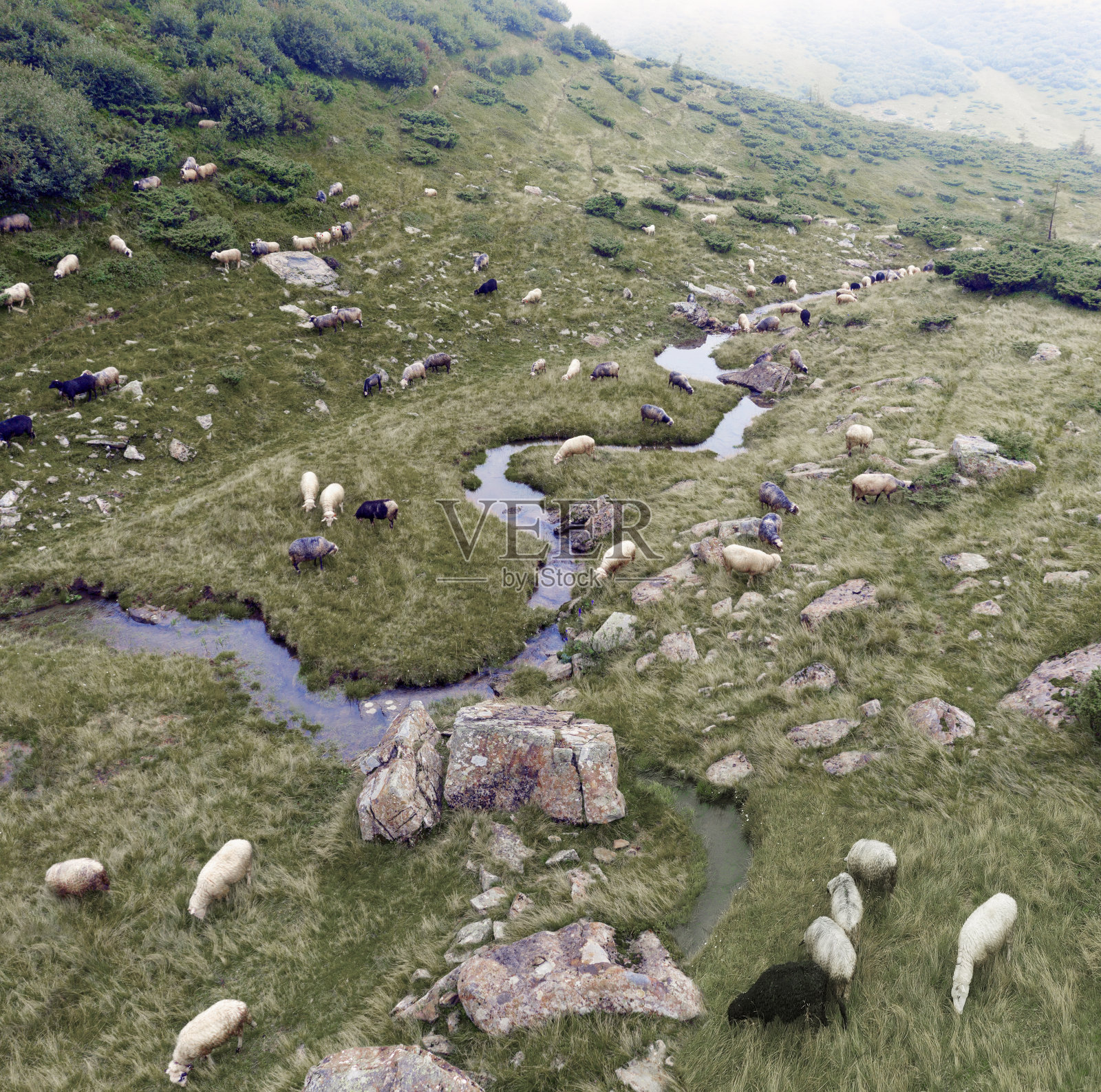 羊群在蜿蜒的小溪旁照片摄影图片