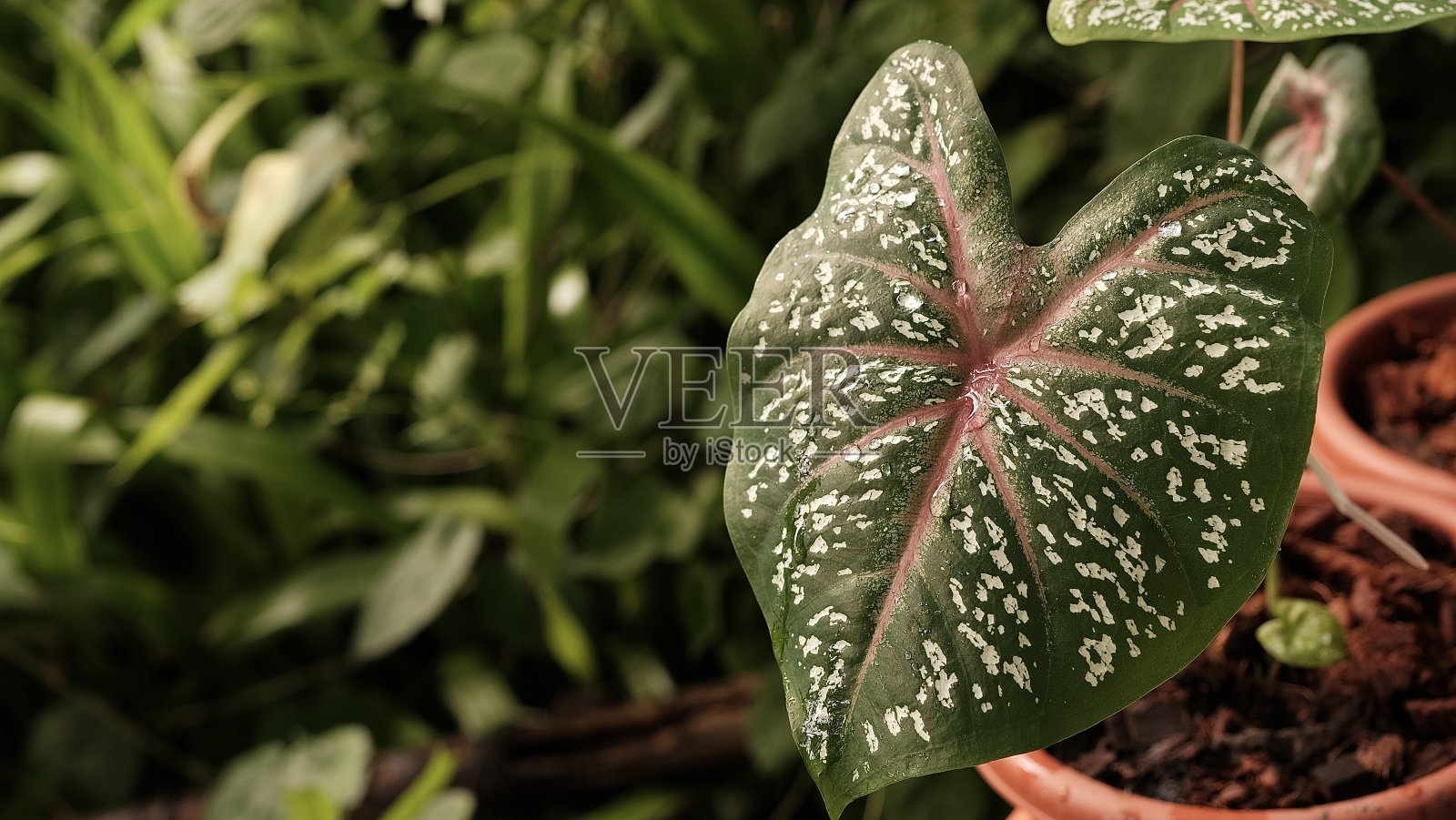 象耳植物或象耳草。照片摄影图片