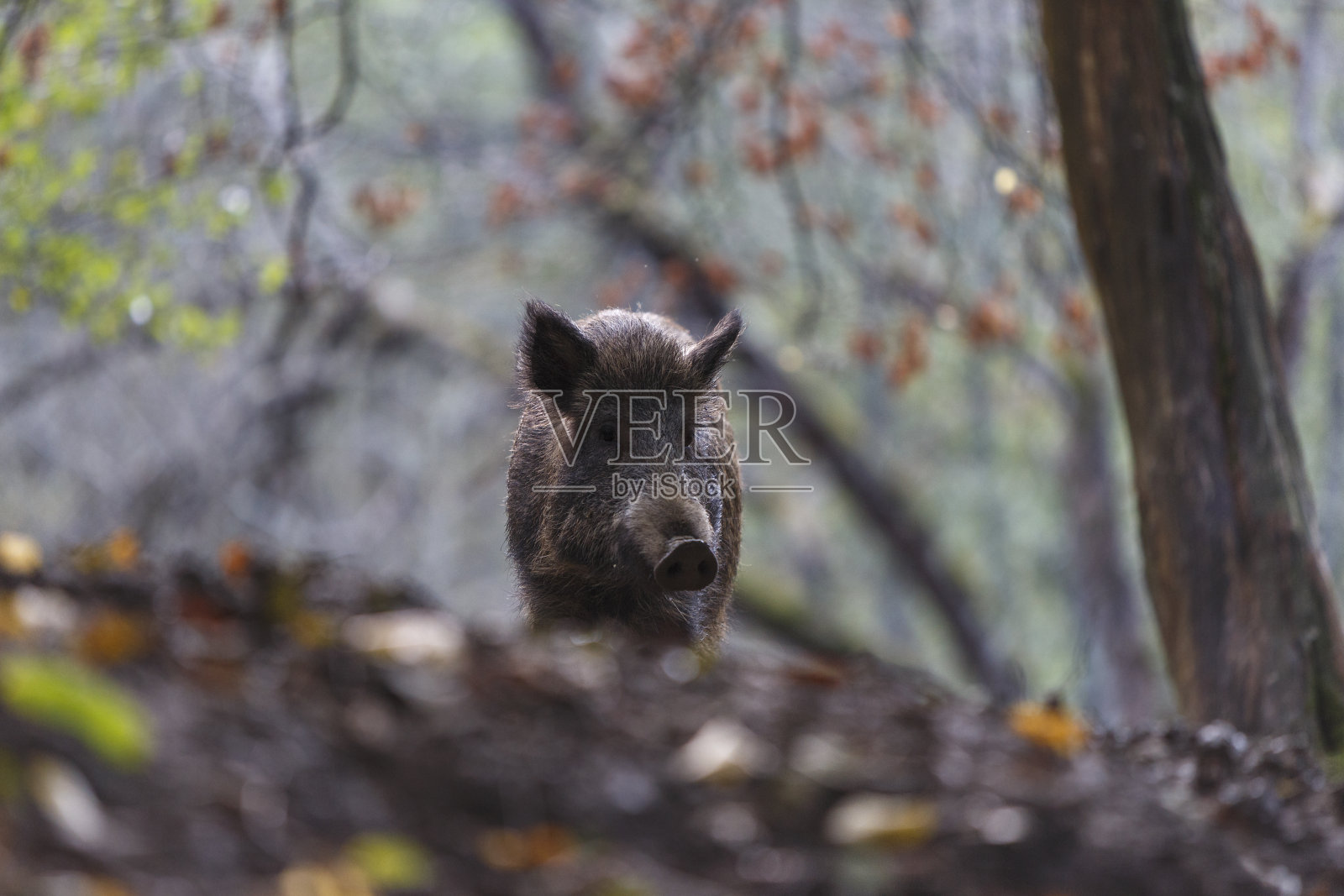 特兰西瓦尼亚森林里的野猪。自然生境中的野生动物照片摄影图片